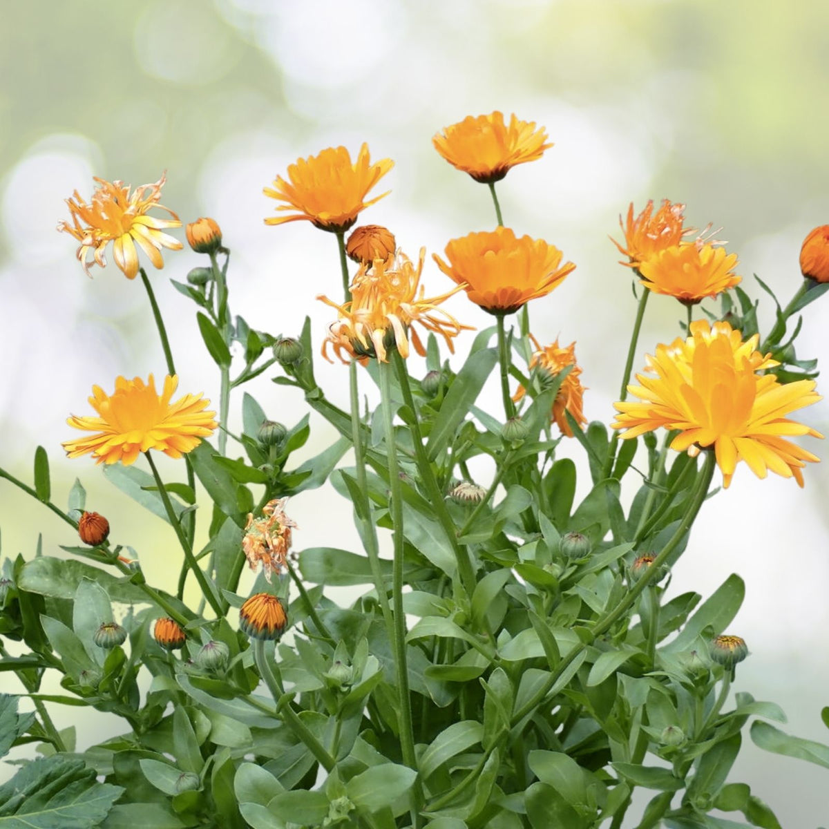 Calendula Seeds - Pacific Beauty Mix - Heirloom Flower Seeds - Calendula officinalis
