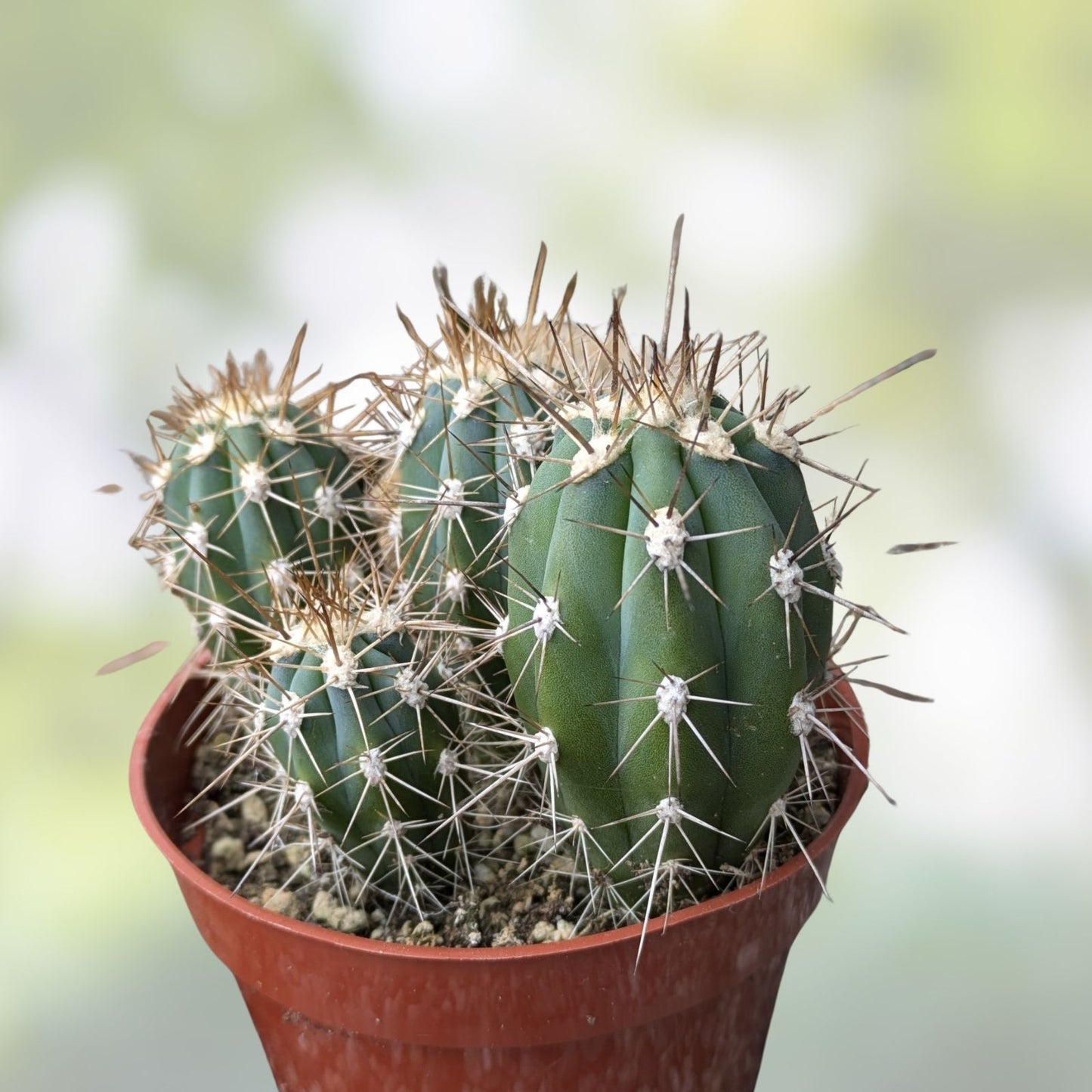 Argentinian Saguaro Cutting 38” Thick Stetsonia coryne Live Plant XL Spines Succulent Cactus A025