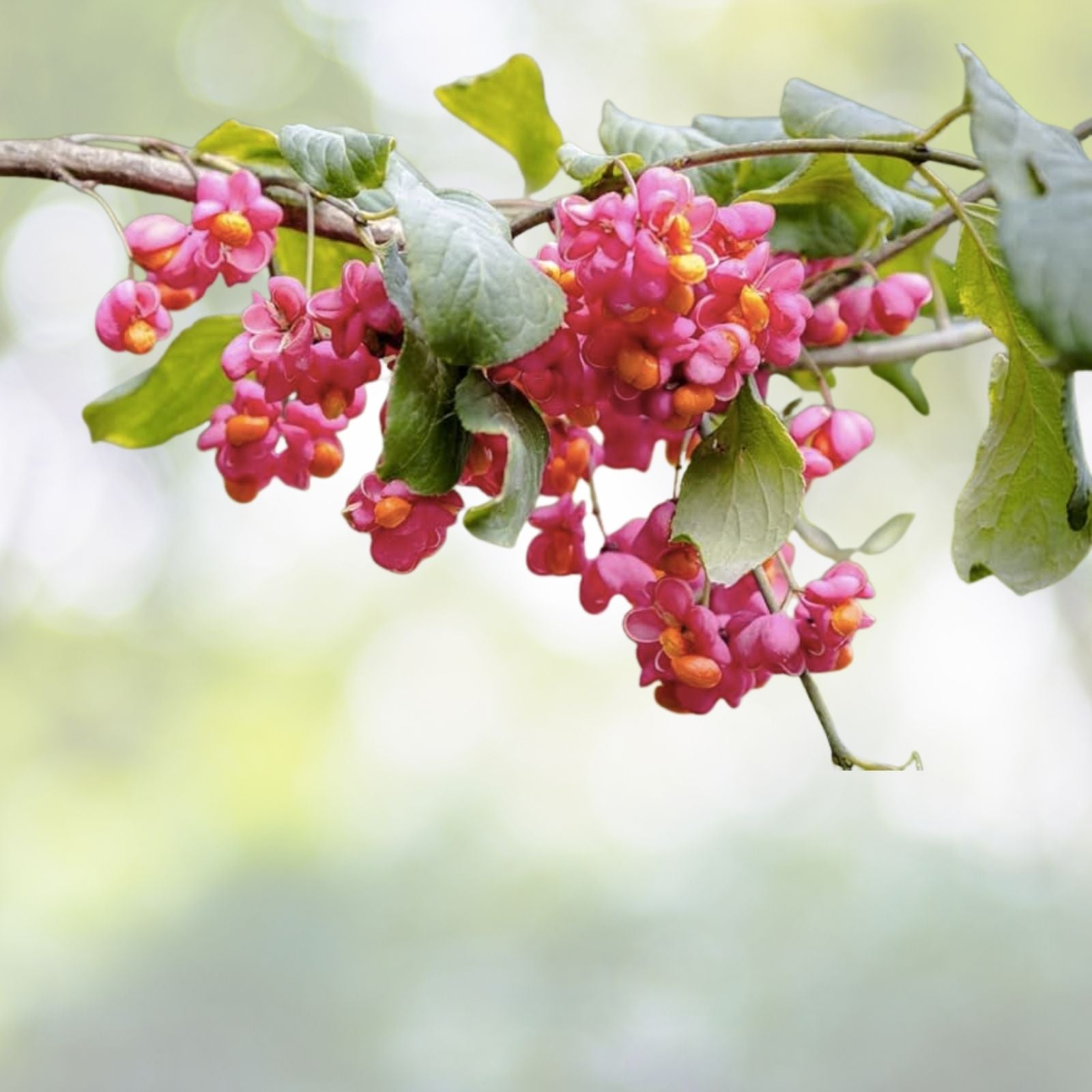 Spindle-Berry Tree Seeds - 10 Pack - Euonymus europaeus - Hardy Shrub for Gardens - Free Shipping USA