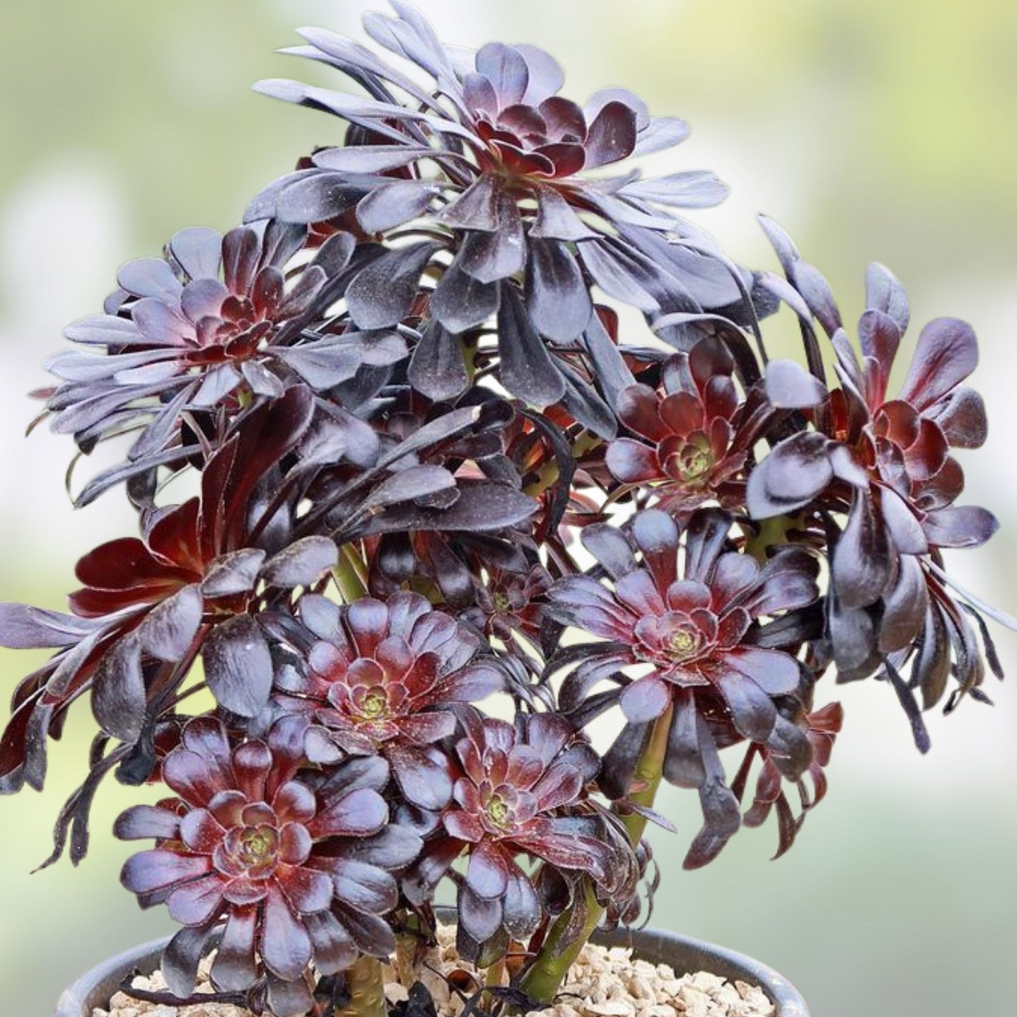 Black Rose Succulent Cutting, Deep Purple Aeonium Arboreum Zwartkopf, Unique Houseplant for Garden and Home Decor