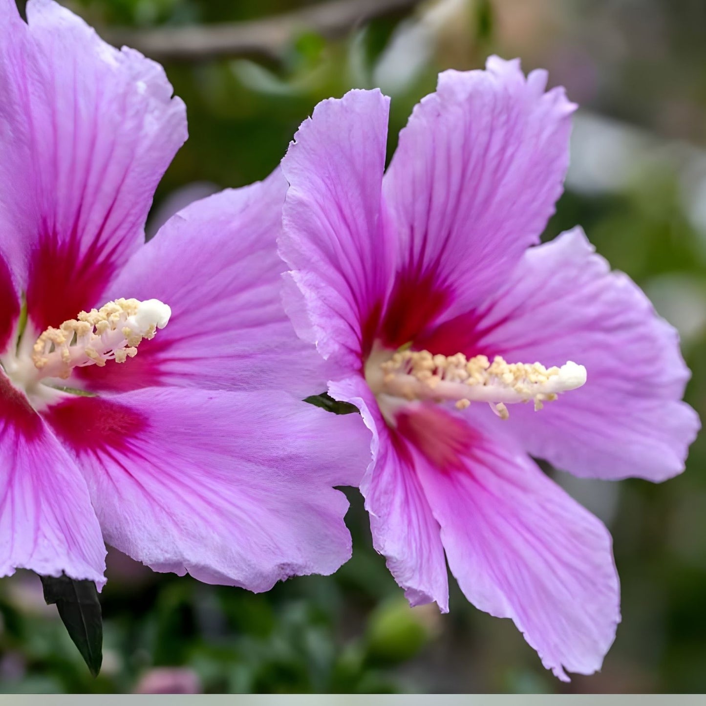 Hibiscus Cuttings 10 Unrooted Hardy Hibiscus Assorted Colors Hibiscus Syriacus Planting Material