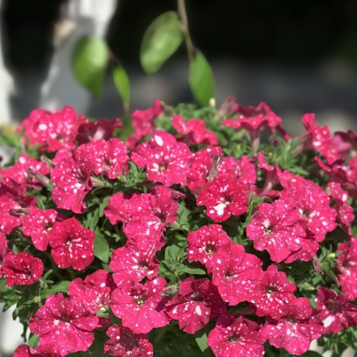 Scarlet Velvet Petunia Seeds 1000+ Bulk Perennial Flower Seeds Petunia × atkinsiana US Seller