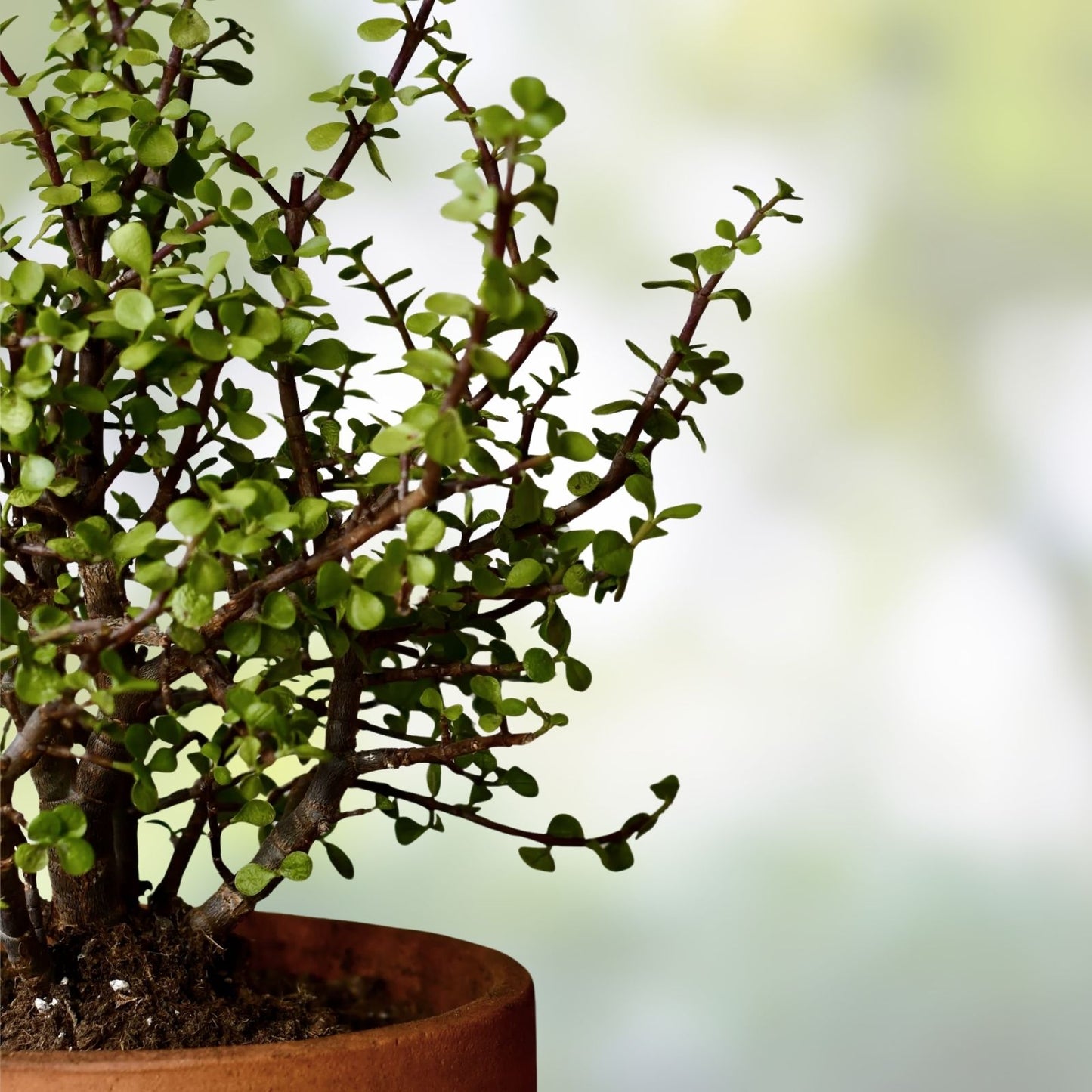 10 Cuttings Portulacaria Afra Elephant Bush Succulent Dwarf Jade Houseplant Easy Care, 6-inch Size