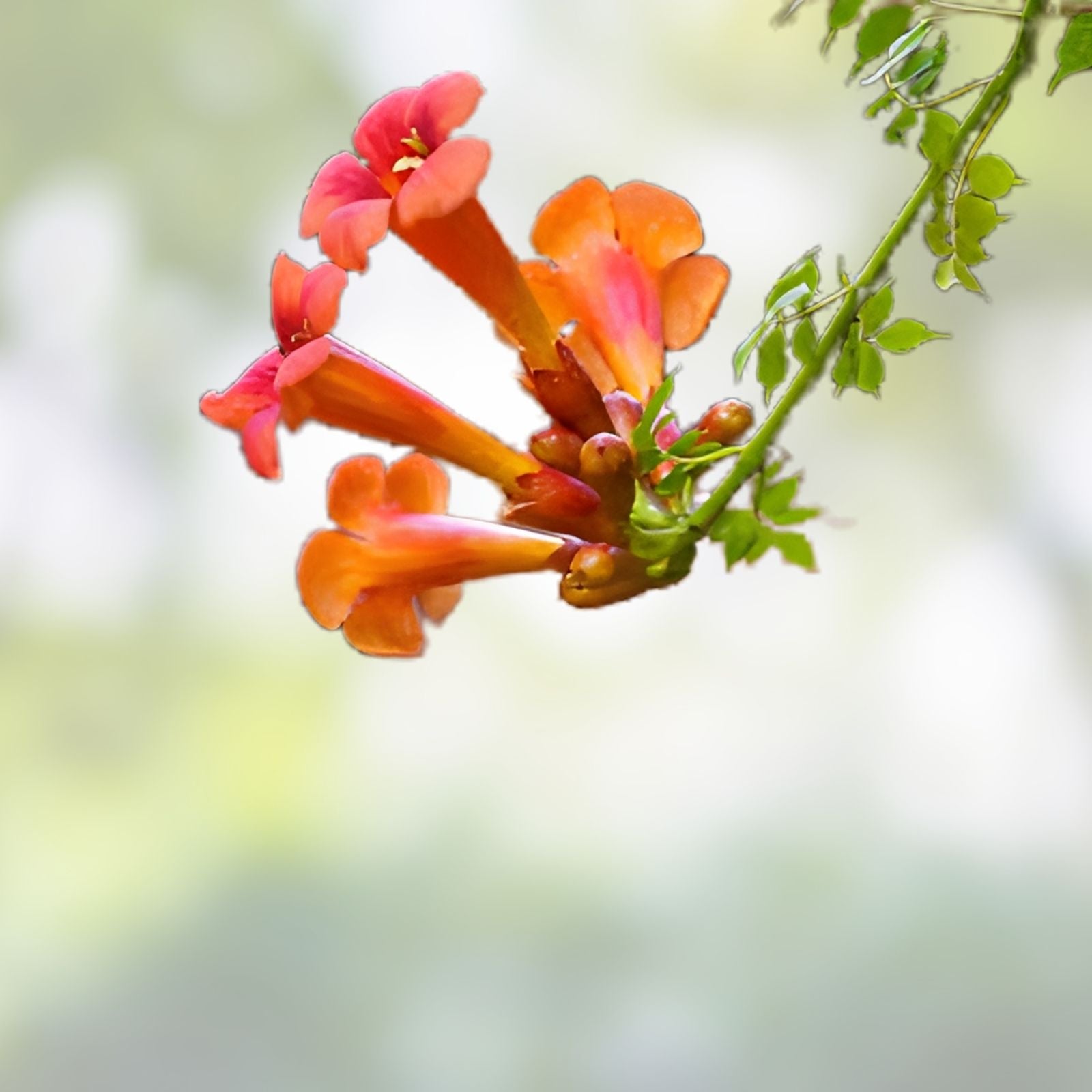 Orange Trumpet Vine Cuttings 6-10" Set of 12 Campsis radicans Hummingbird Vine for Gardens and Landscaping