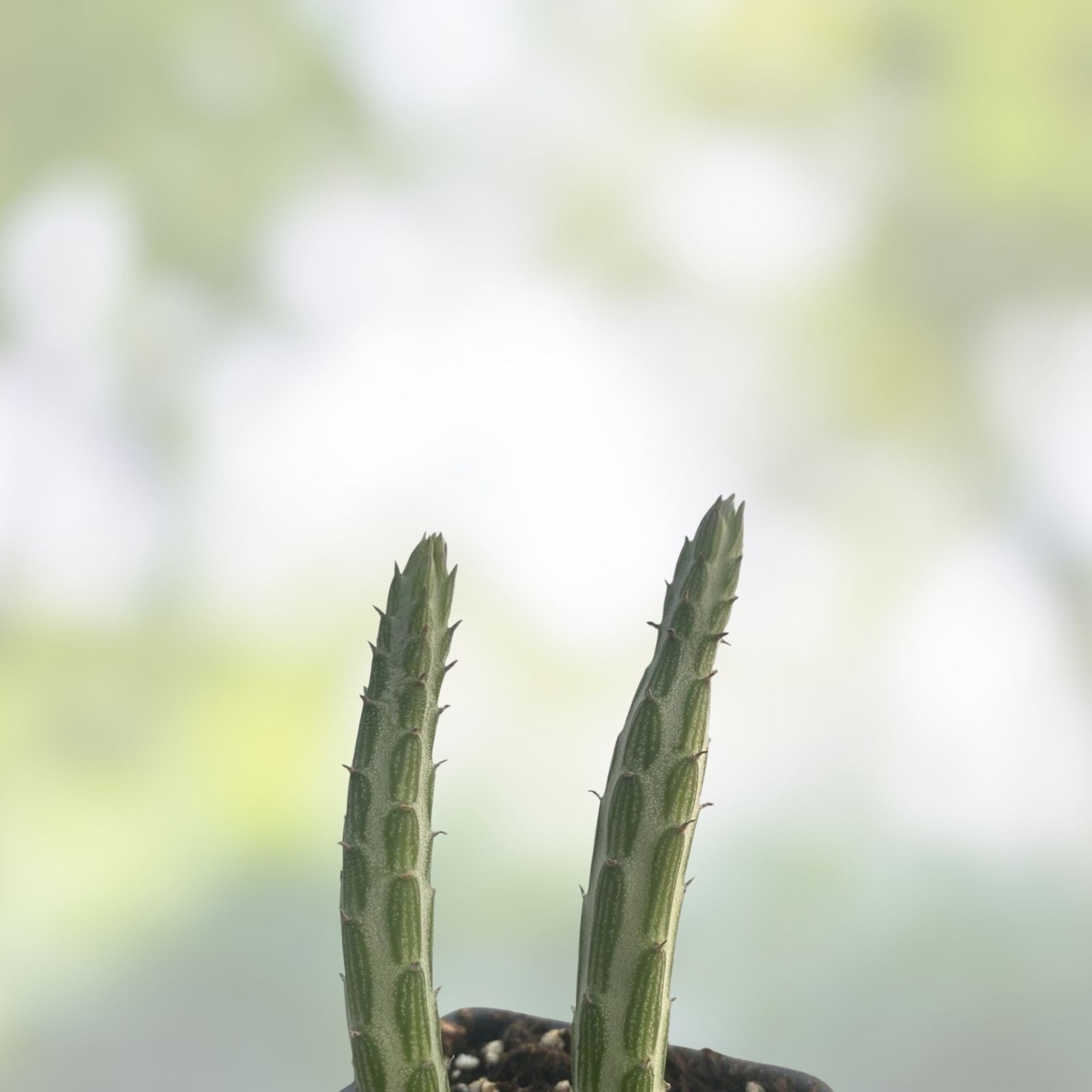 Kleiniia Senecio Stepiliformis Succulent Pickle Plant 2 Rooted Cuttings Unique Green Succulent for Home Decor