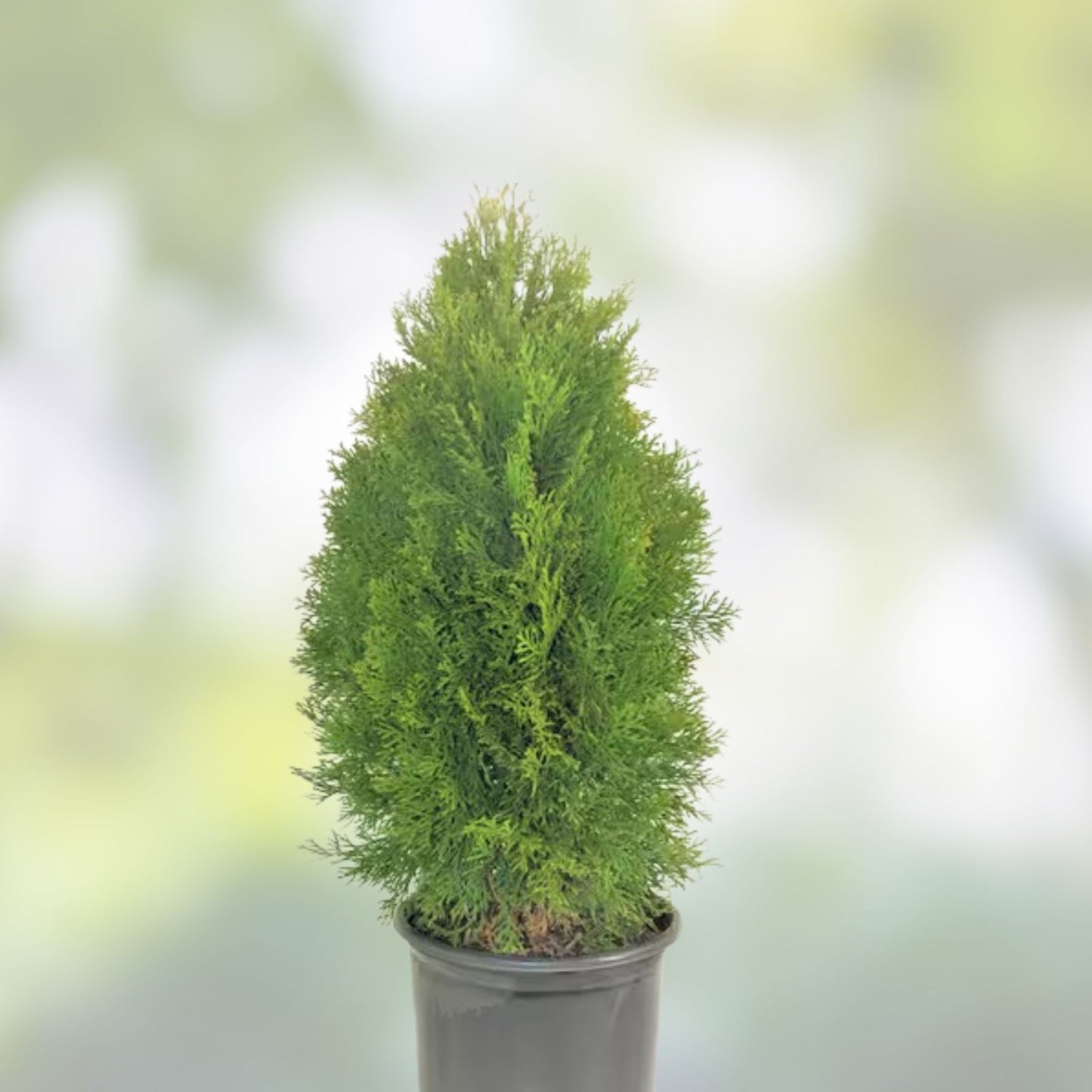 Emerald Green Arborvitae Live Plant 12+ Inches Bare Root Thuja Occidentalis Evergreen Shrub for Privacy Screening