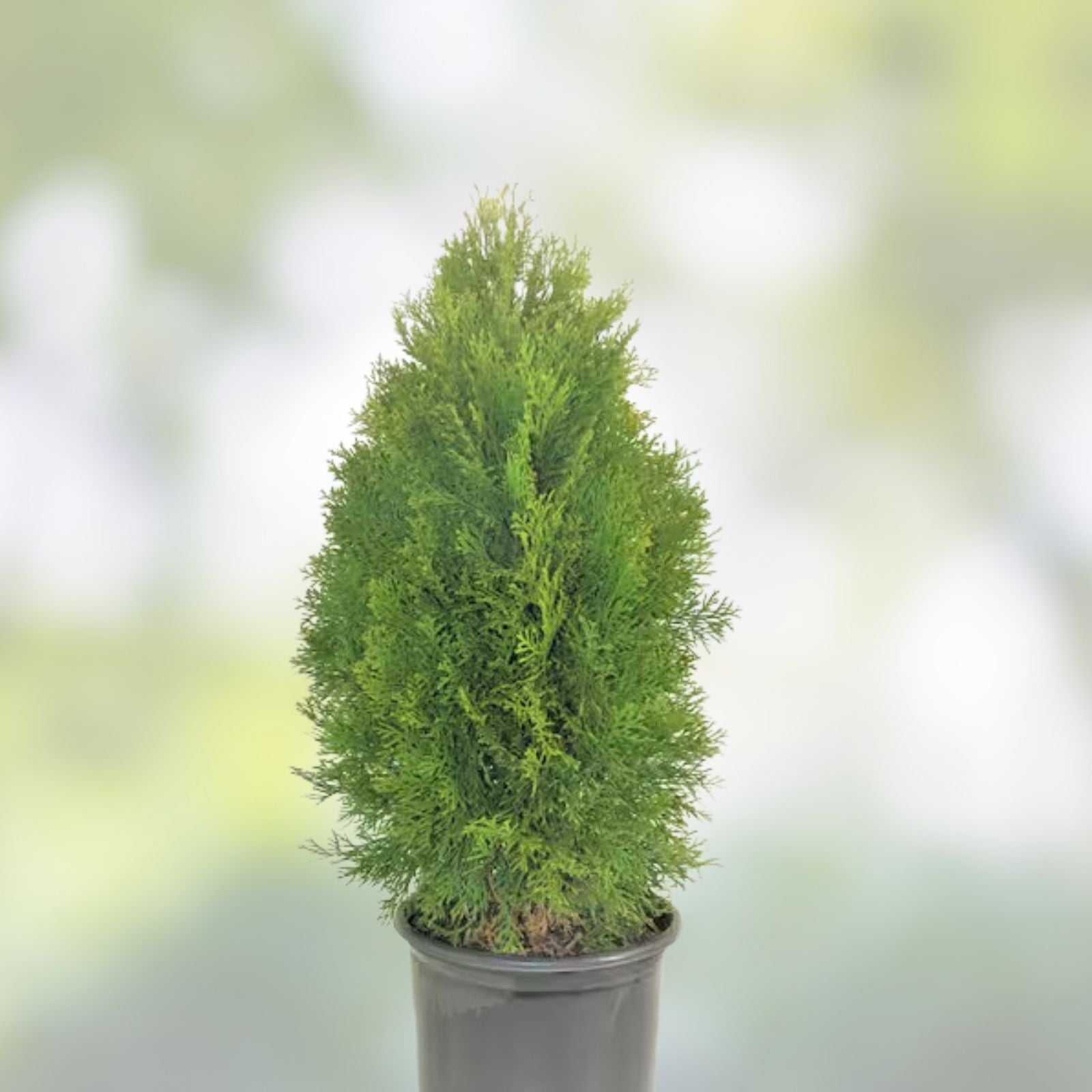 Emerald Green Arborvitae Live Plant 12+ Inches Bare Root Thuja Occidentalis Evergreen Shrub for Privacy Screening