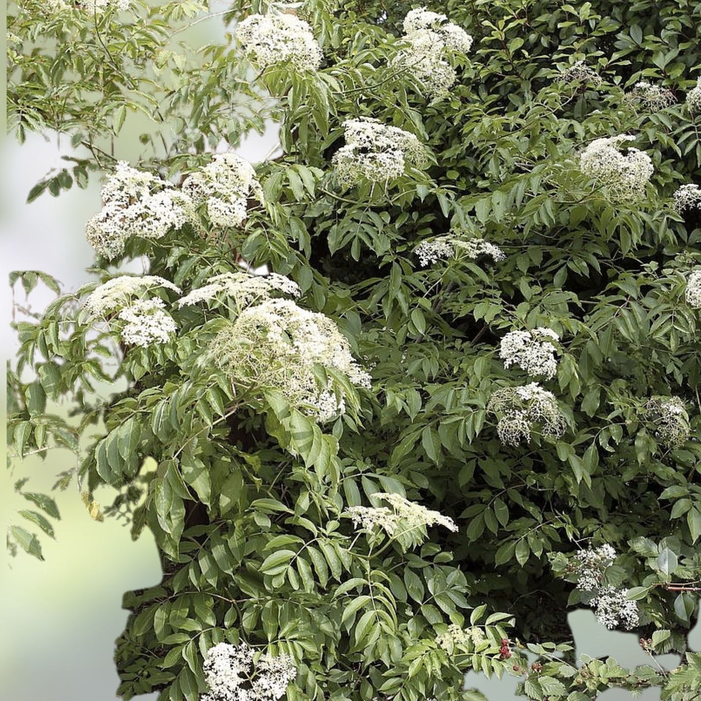 Johns Elderberry Cuttings Unrooted - Sambucus Bush Shrub - Perennial Medicinal Plant - Elderberry for Garden, Herbal Remedies