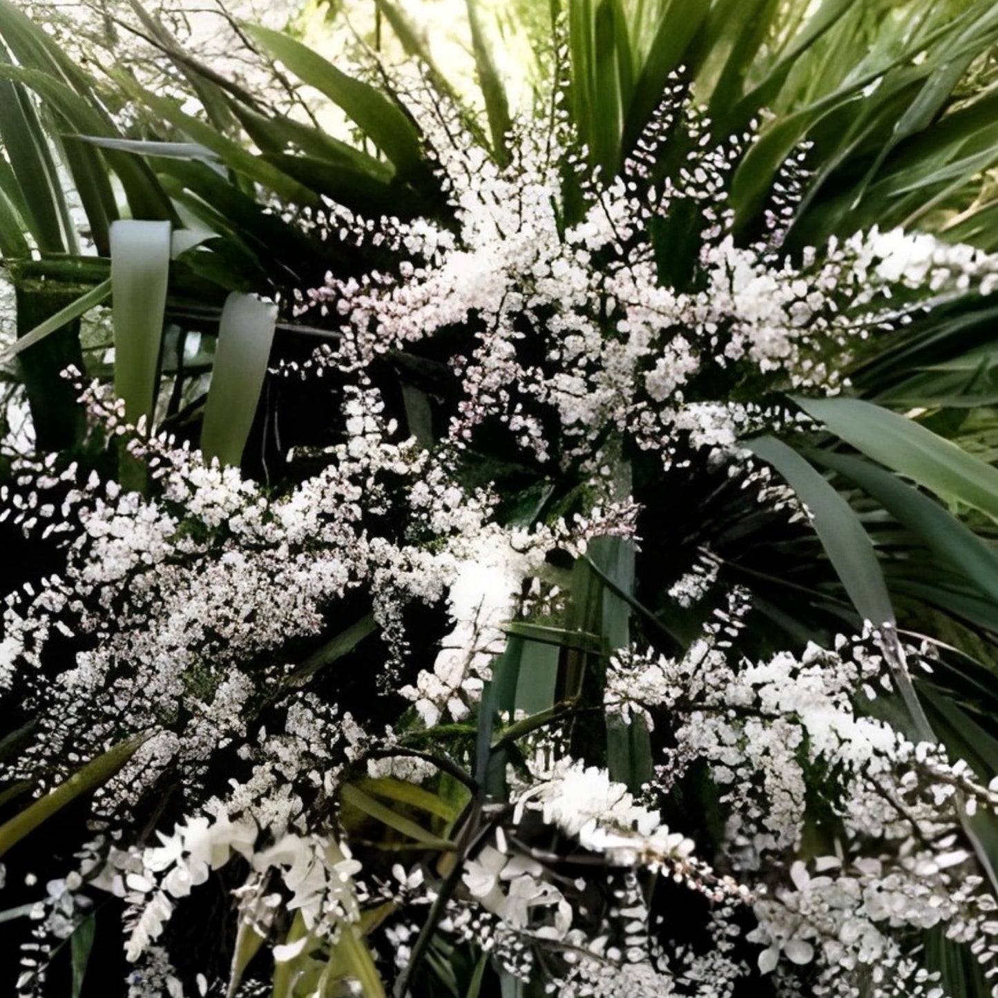 Blue Dracaena Seeds 15 Count, Cordyline indivisa 'Lil' Palm', Evergreen with Blue Hue, Tropical Indoor Plant Seeds