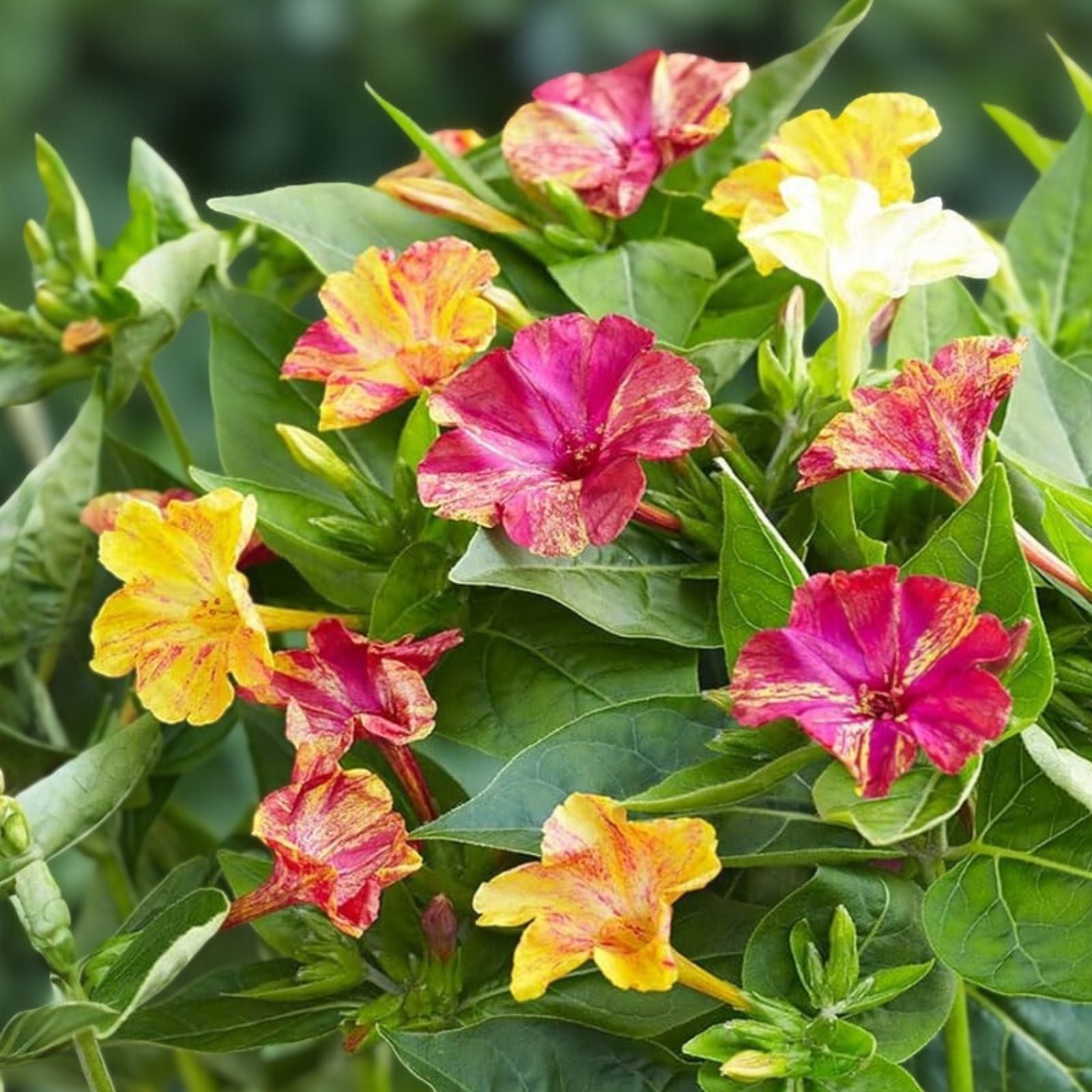 Four O'Clock Seeds 100+ Broken Colors Perennial Mirabilis jalapa Reseeds Easily, Flower Seeds for Garden, Bright Colorful Blooms