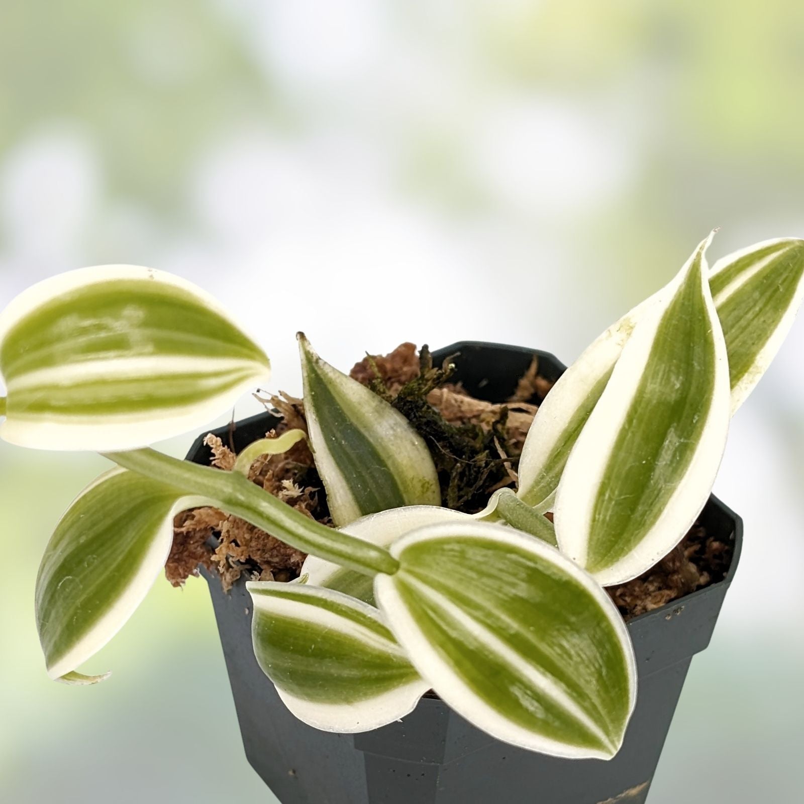 White Variegated Vanilla Planifolia Orchid Cutting – Live Plant, Tropical Epiphyte, Variegated Vanilla Orchid
