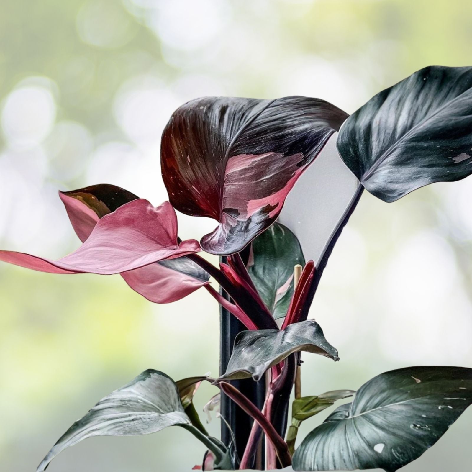 Philodendron Pink Princess 6" Plant - Variegated Pink & Black Leaves - Philodendron erubescens