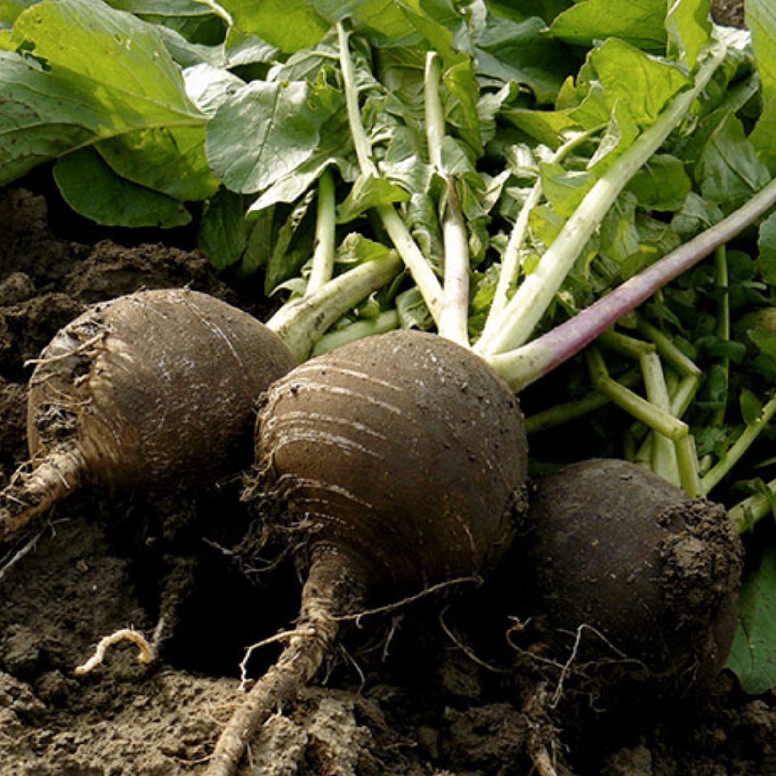 Black Radish Seeds 250+ Rare Vegetable Seeds for Planting Raphanus sativus Organic Non-GMO
