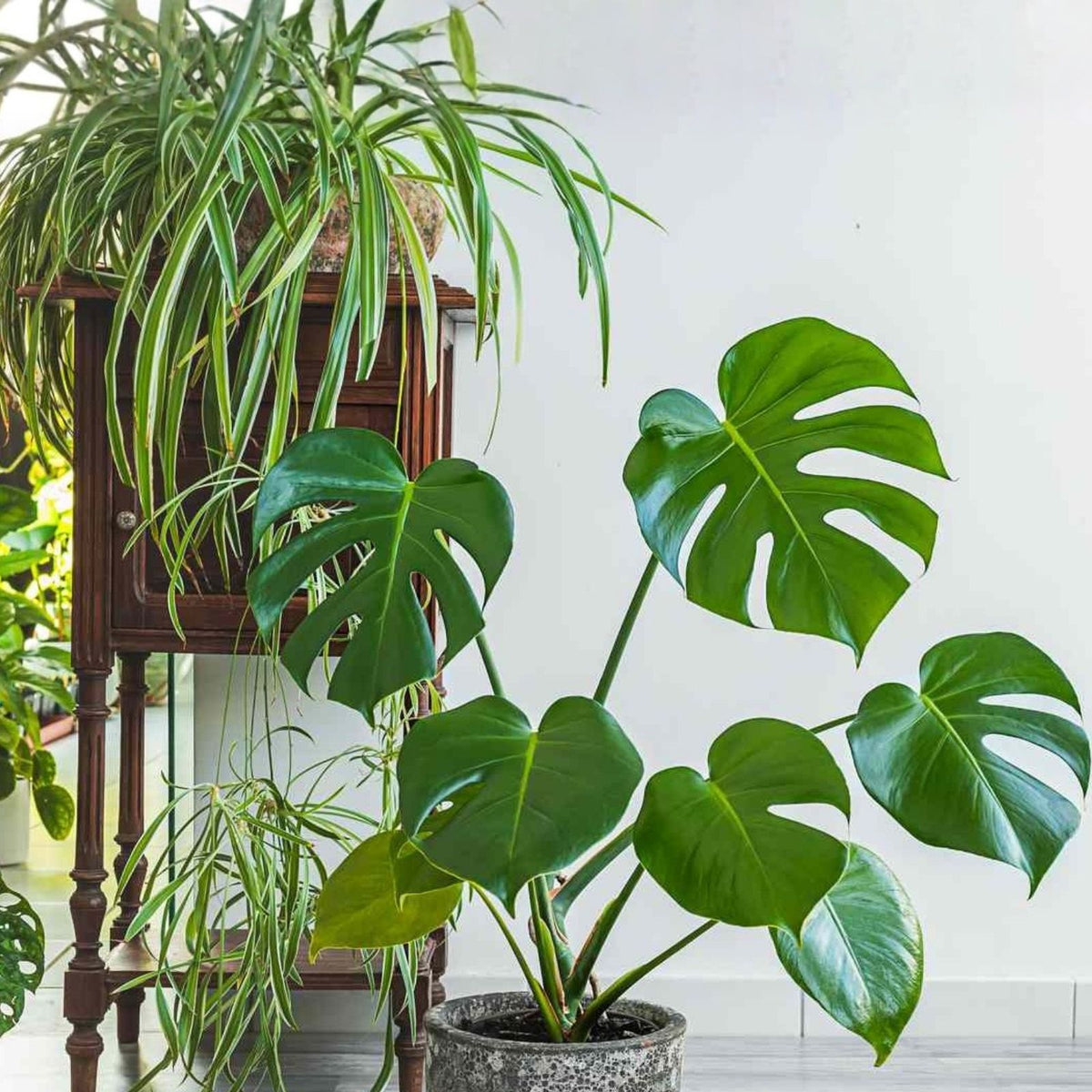 Live House Plant Cuttings – 20 Rooted Varieties for Indoor Gardening & Home Decor – Healthy Indoor Plants