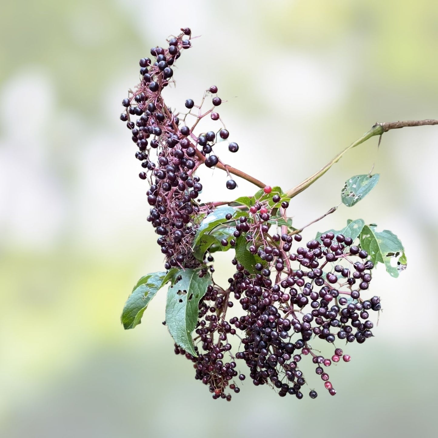 American Elderberry Starter Plant 2x3 Pot Sambucus canadensis Edible Berries Drought Tolerant Native Plant