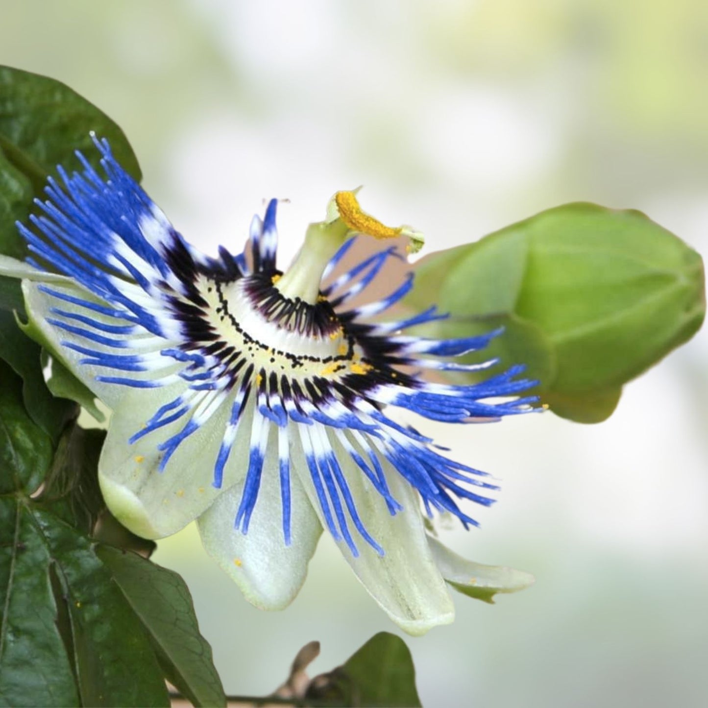 Hardy Blue Crown Passion Flower Starter Plant | Small Rooted Passiflora caerulea with Vibrant Blue Flowers