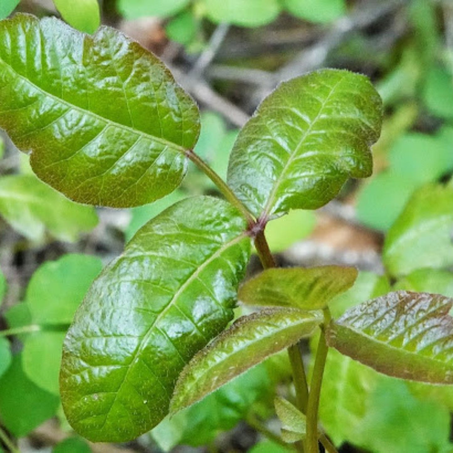 Poison Oak Branch Clippings – Lot of 6, 12-Inch – Toxicodendron diversilobum – Handle with Care – Poison Ivy Plant Cuttings