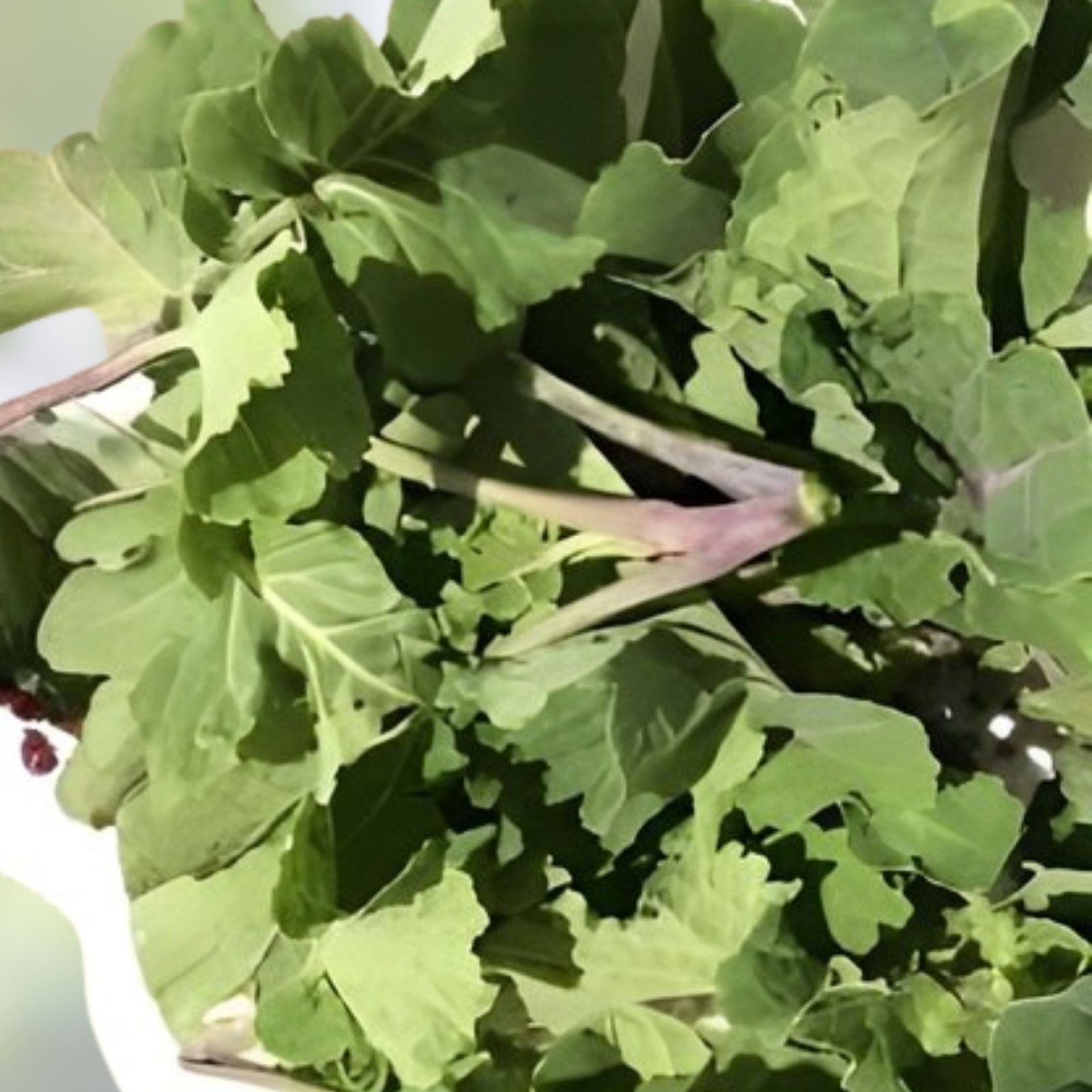 Walking Stick Kale Cuttings 3 Pieces Brassica oleracea Var. Alboglabra Edible Greens, Heirloom Vegetable Seedlings