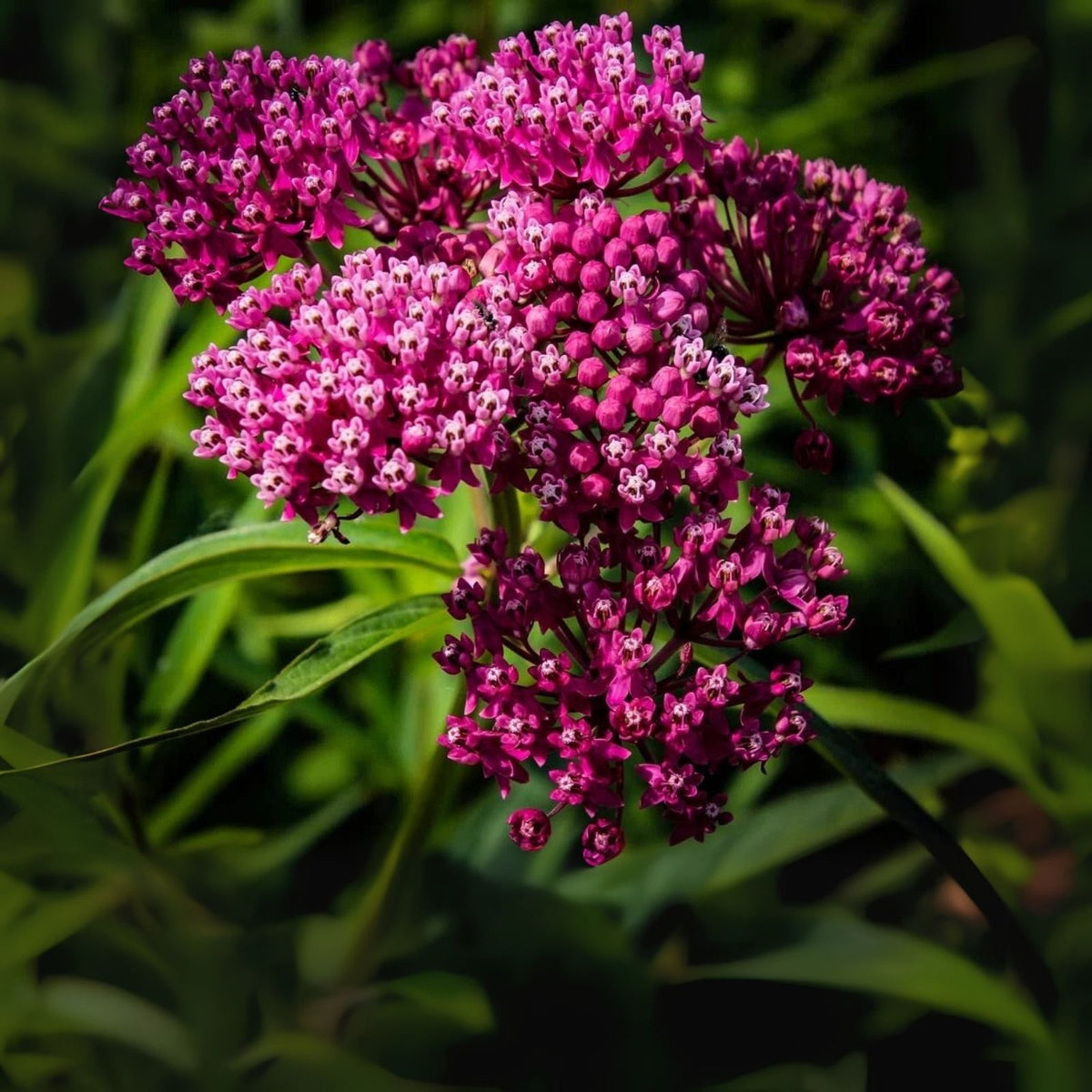 Swamp Milkweed Seeds for Planting - 100 Seeds - Asclepias incarnata - Native Wildflower Gardening