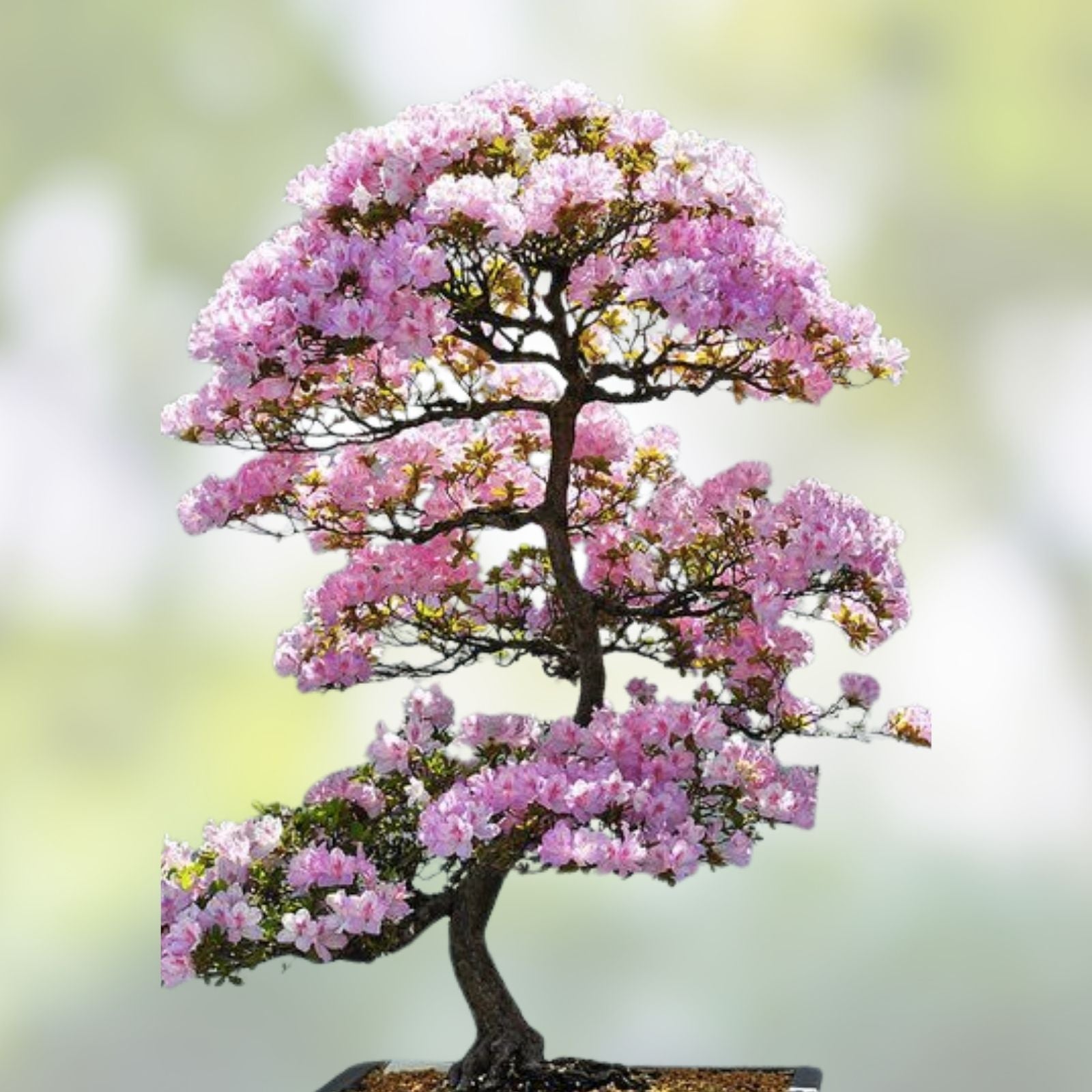 Cherry Tree Bonsai Seeds - 20 Seeds for Planting - Prunus serrulata - Indoor Gardening, Flowering, Ornamental Tree Seeds