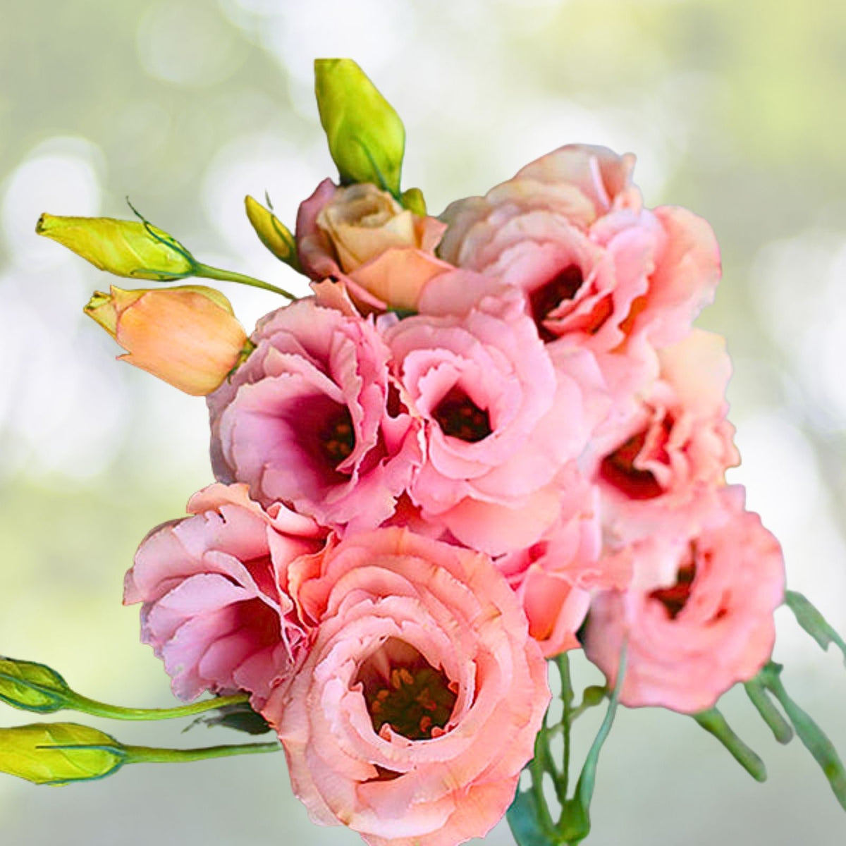 Lisianthus Plug 3-inch Apricot Live Eustoma Grandiflorum Starter Plant, Well-Rooted, Ideal for Gardens and Bouquets