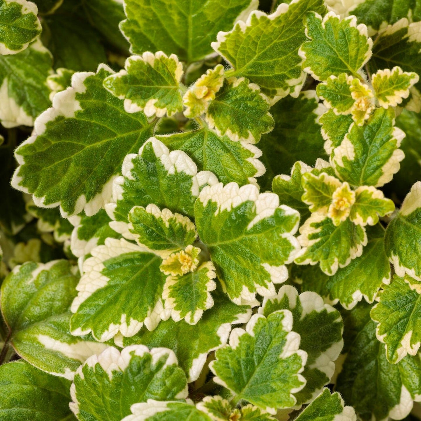 Succulent Cuttings 4" Plectranthus Coleoides Variegata Swedish Ivy - 3 Live Plants, Variegated, Indoor Plant, Easy Care