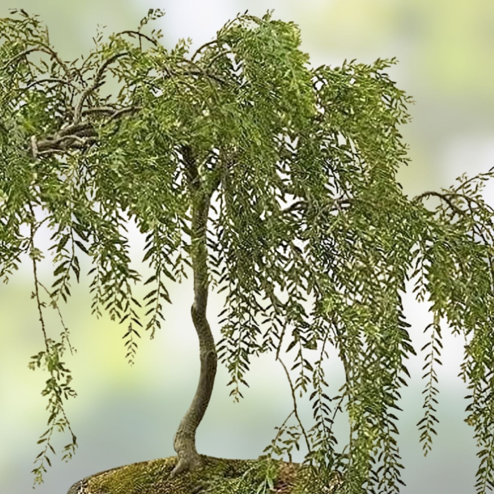 Bonsai Tree Cutting - Dwarf Japanese Curly Willow - Fast Growing Salix Matsudana 'Tortuosa'