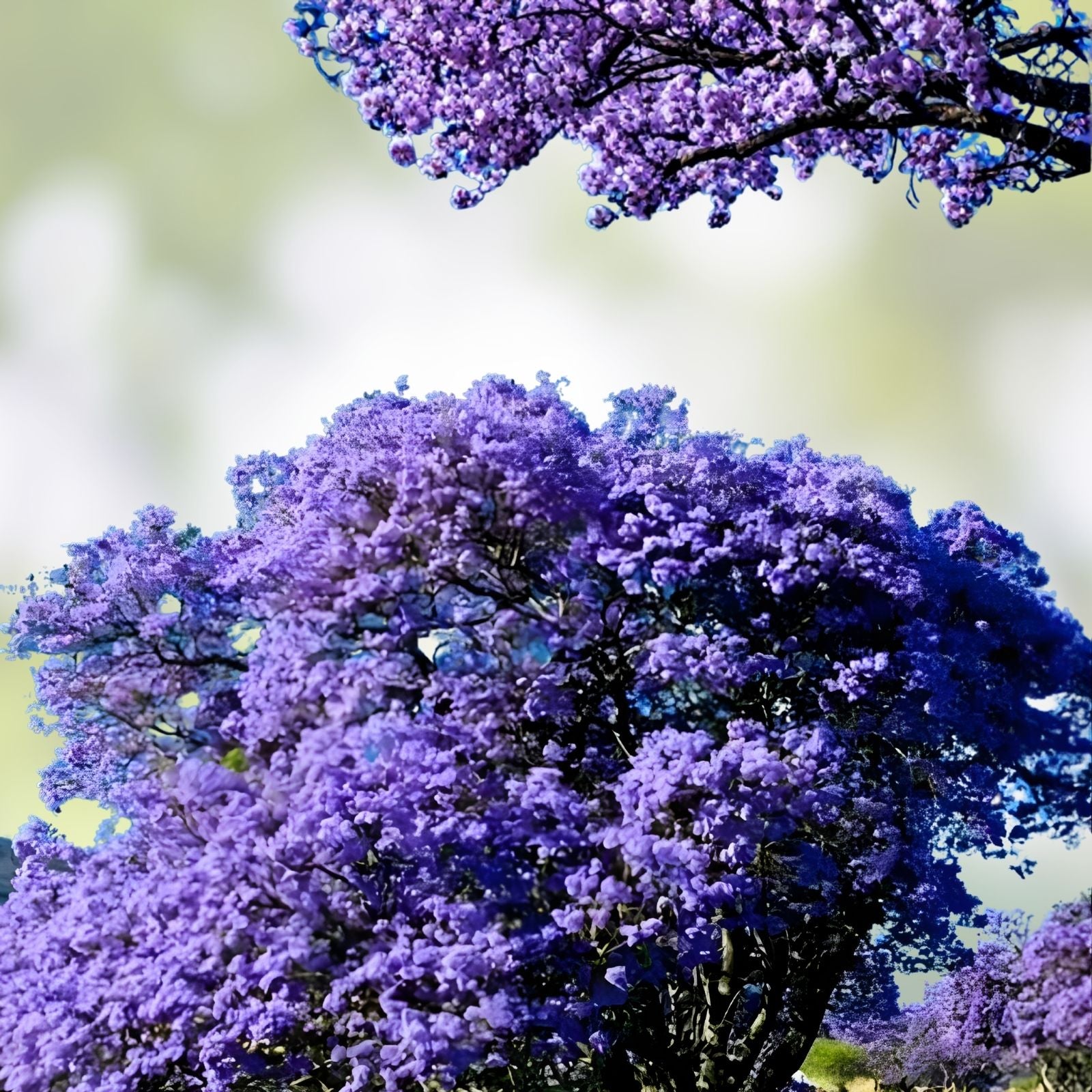 Blue Jacaranda Tree Plant - 6-8 Inches - Jacaranda Mimosifolia - Live Indoor and Outdoor Plant