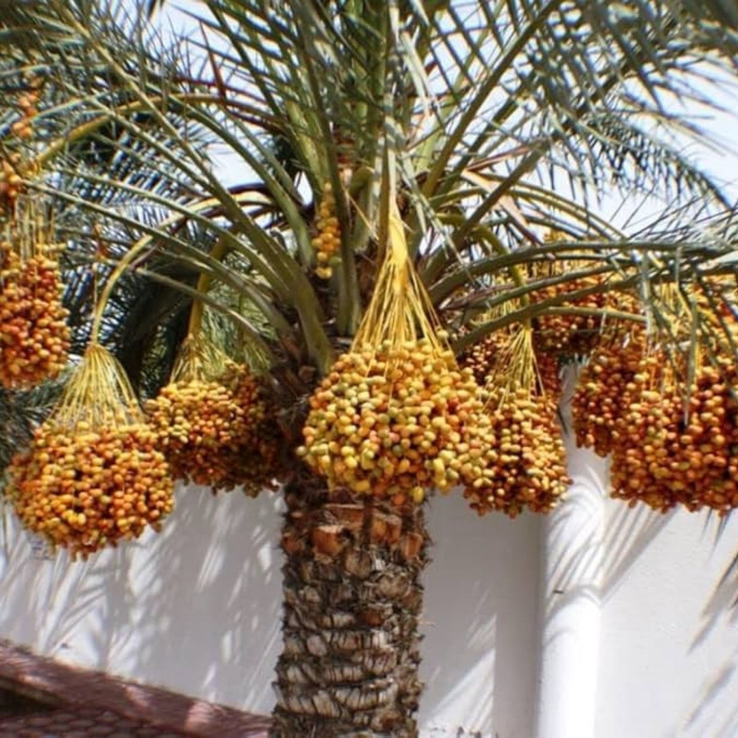 Medjool Date Palm Tree Seeds - 12 Seeds, Edible Fruit, Phoenix dactylifera, Home Gardening, Fruit Tree, Planting Kit