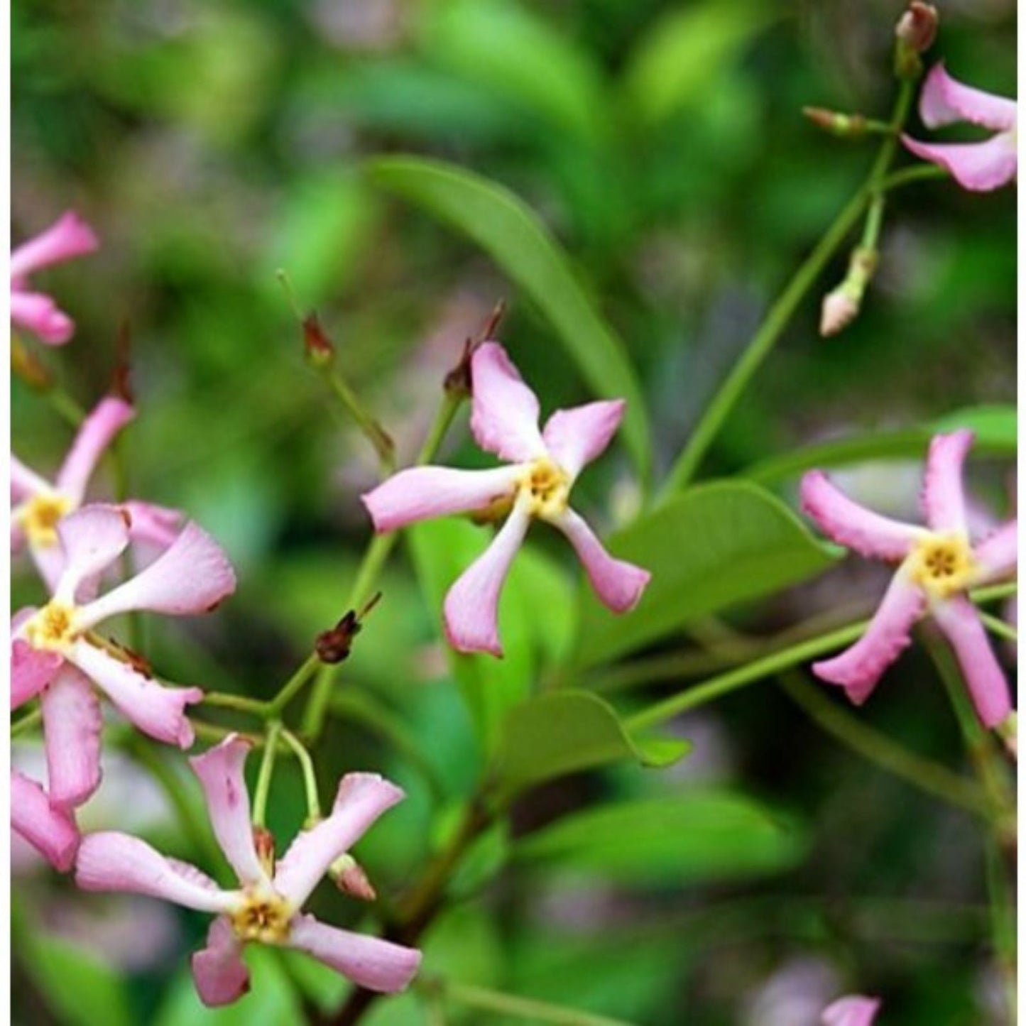 Pink Star Jasmine Cuttings - 5 Fragrant Plant Cuttings - Trachelospermum jasminoides - Garden Climbing Vine, Perfumed Blooms