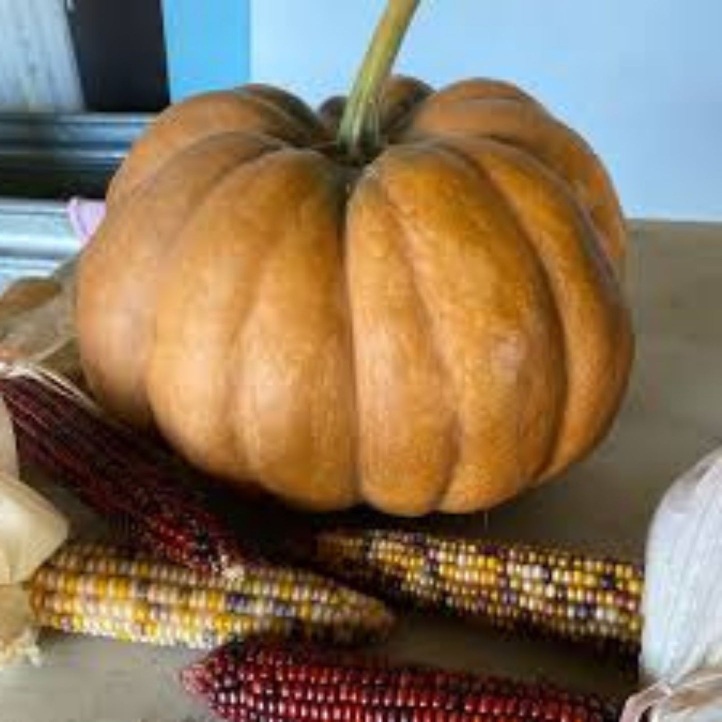 Fairytale Pumpkin Seeds 10 Organic Cucurbita pepo USA Grown Free Shipping