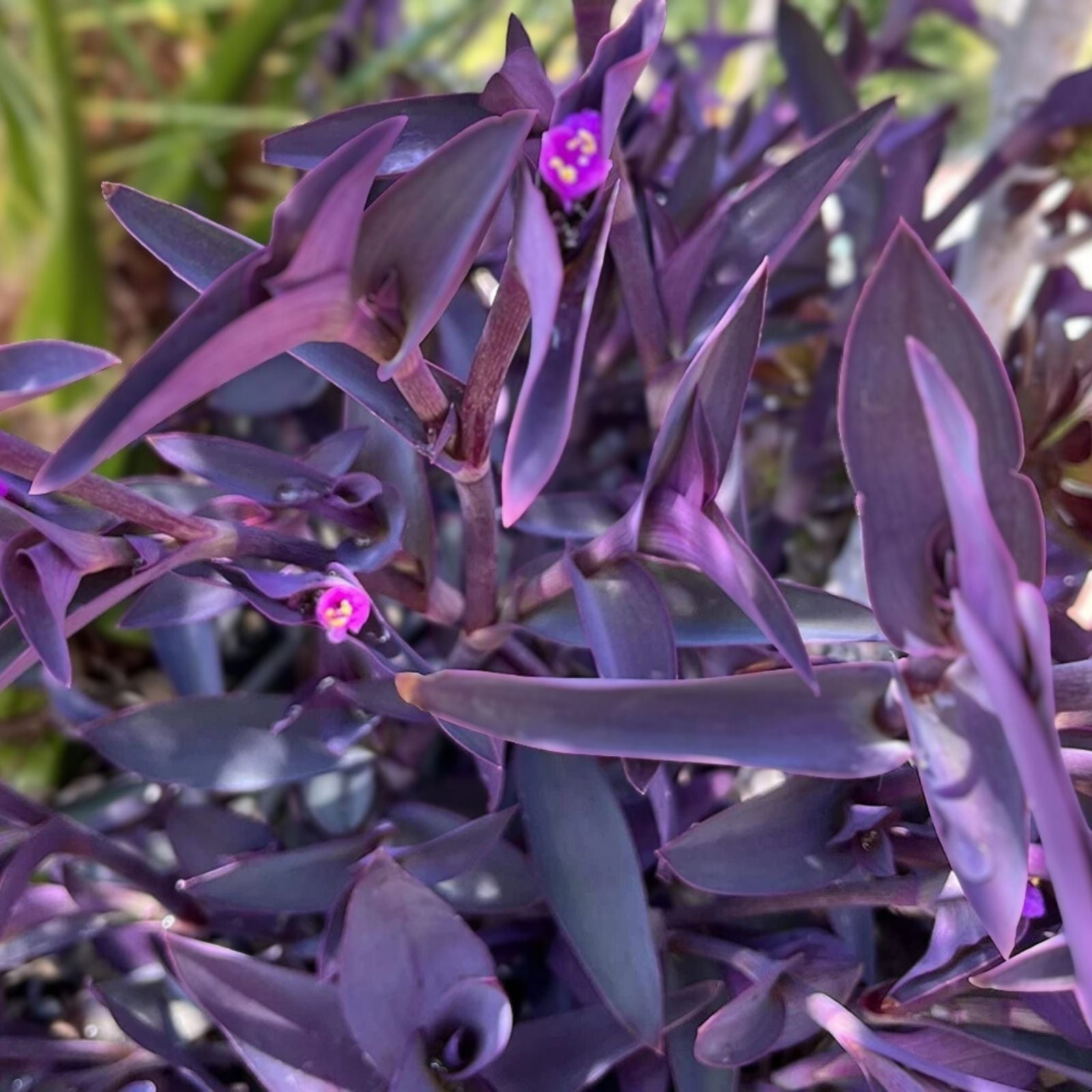 Purple Heart Wandering Jew Cuttings, 4+ Fresh Tradescantia pallida Houseplant, Easy to Grow Indoor Plant
