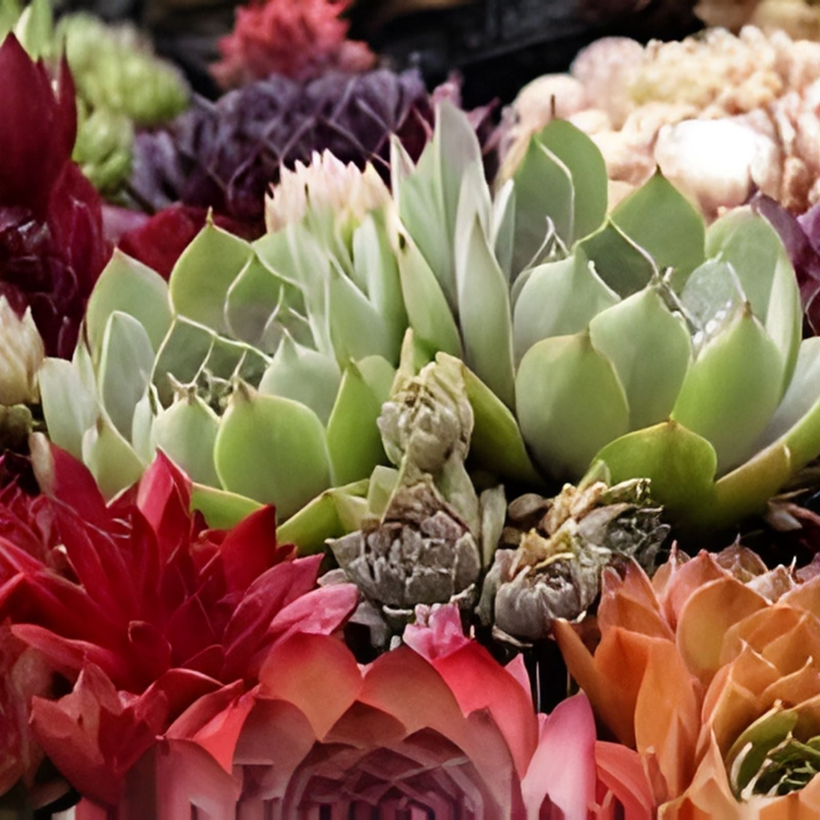 Hens and Chicks Cactus Succulent Seeds 30 Pack – Easy to Grow Sempervivum spp. Garden Plants