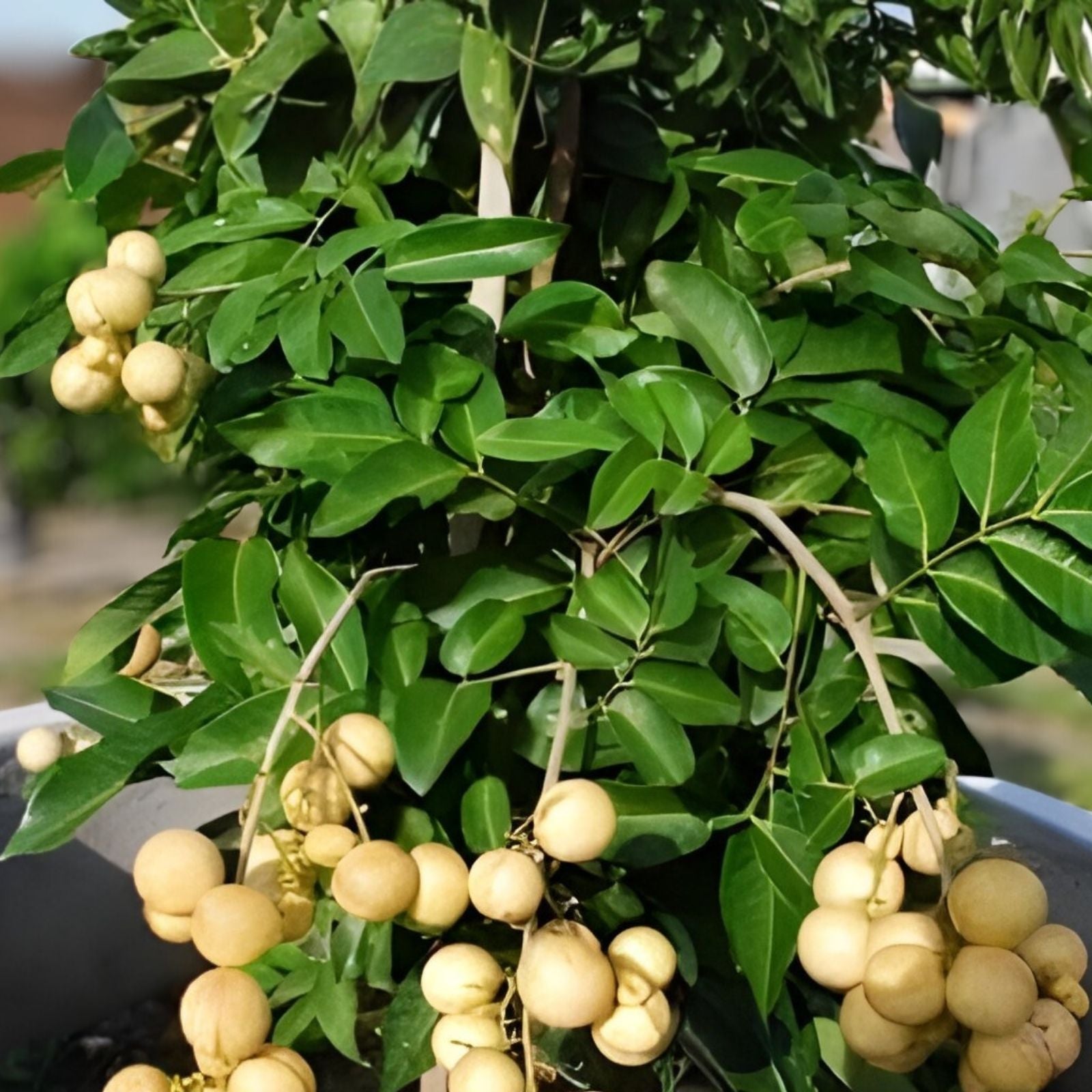 Assorted Fruit Cuttings 50+ Variety Pack for Home Gardens and Orchards - TreesAgain - Multiple Fruit Tree Varieties