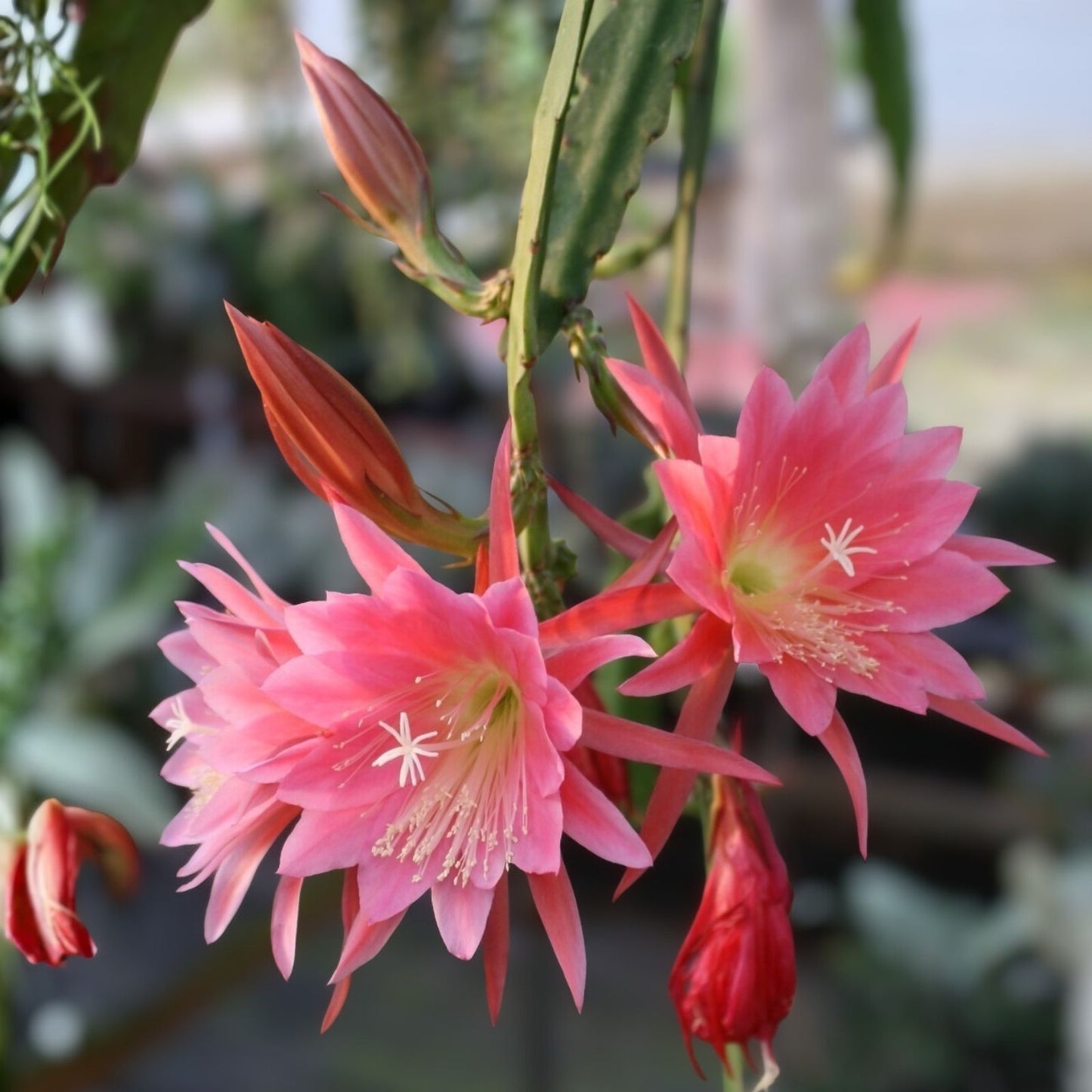 Epiphyllum 'Arlene' Unrooted Cutting - Rare Orchid Cactus - Colorful Succulent Plant Propagation Material