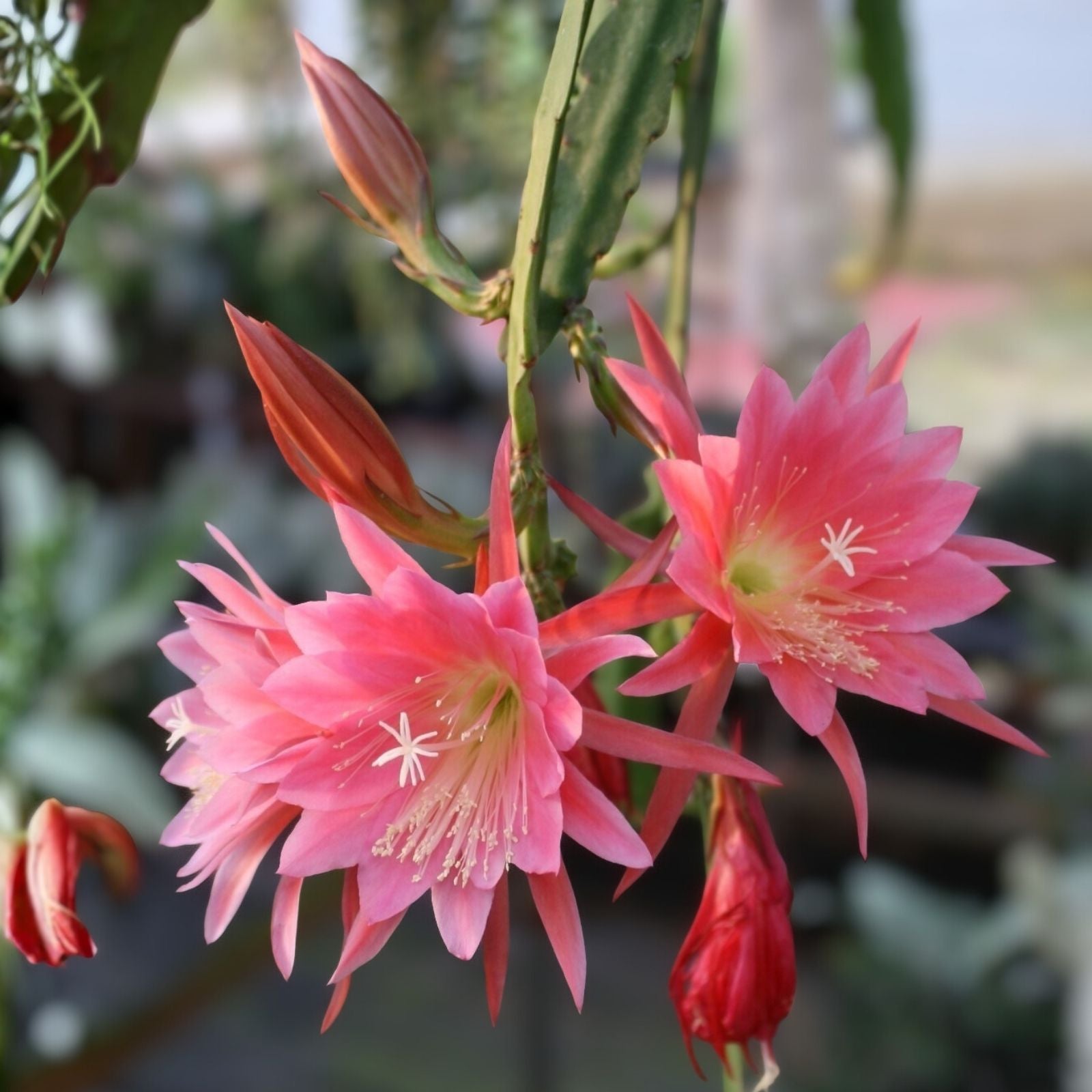 Epiphyllum 'Arlene' Unrooted Cutting - Rare Orchid Cactus - Colorful Succulent Plant Propagation Material