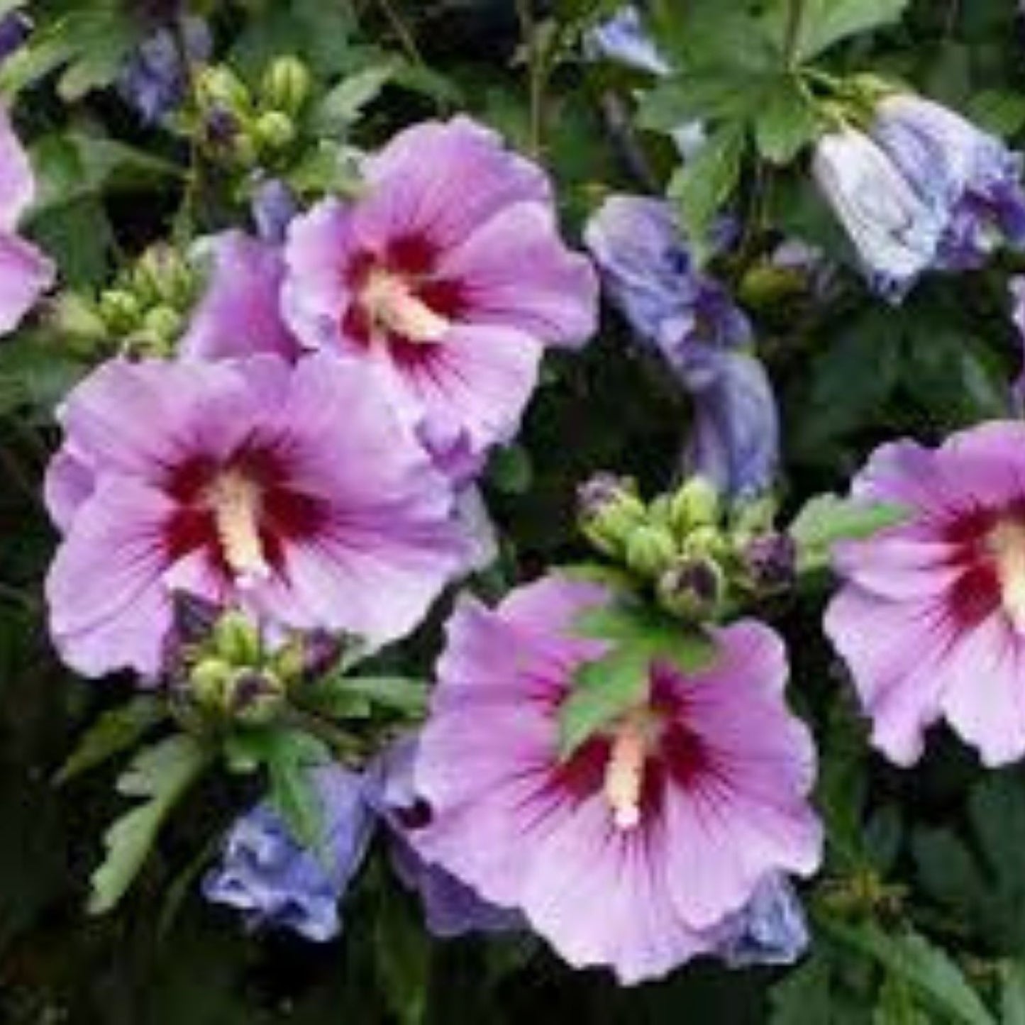 Rose of Sharon Plant Set of 4, Mixed Colors, Hibiscus syriacus, Ornamental Shrubs for Garden, 2-3 Years Old
