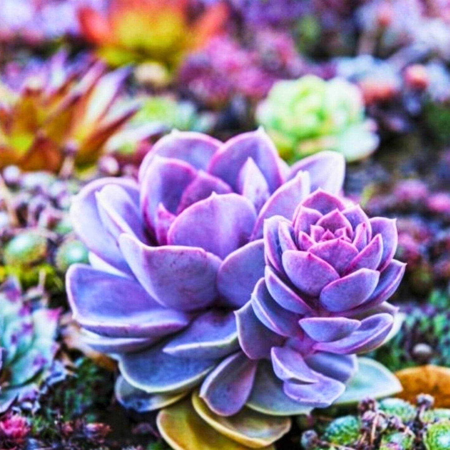 50 Succulent Seeds Rare Succulent Plant Seeds for Indoor & Outdoor Gardening Easy Grow Houseplants