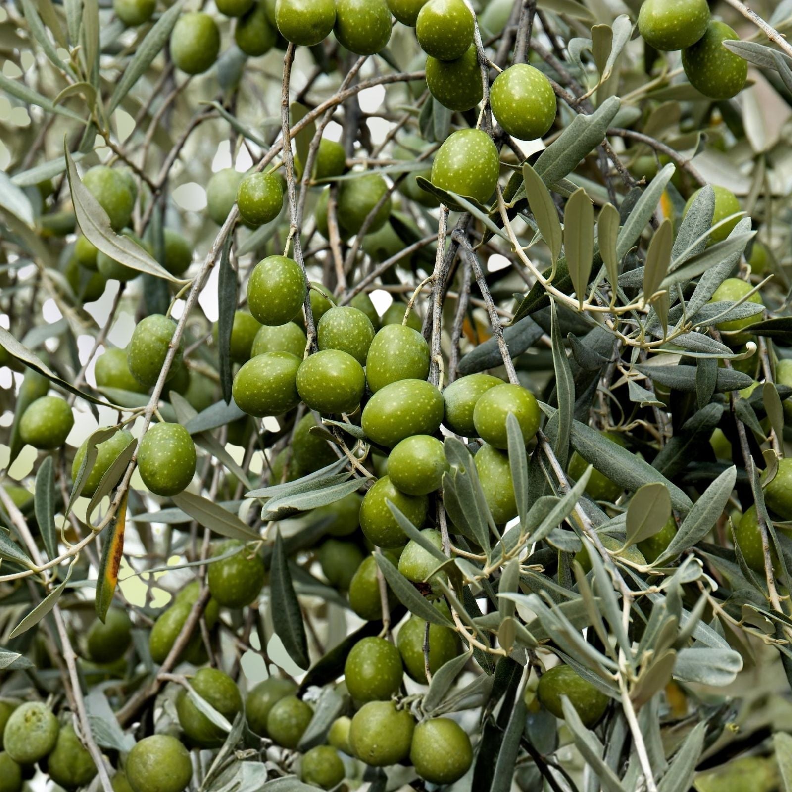 Canino Olive Tree Seeds 12 Pack Edible Green/Black Fruit Olea Europaea European Olive Tree Seeds