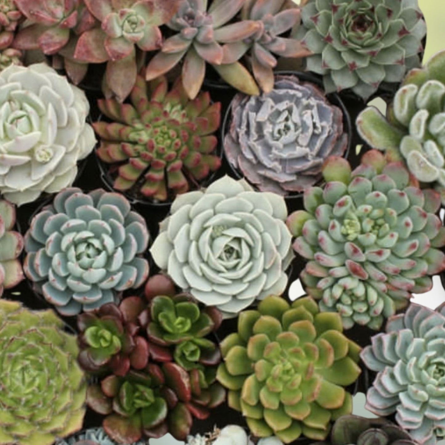 Echeveria Succulent Seeds Mix - 100 Variety Pack for Gardening & Indoor Pots - Echeveria spp.