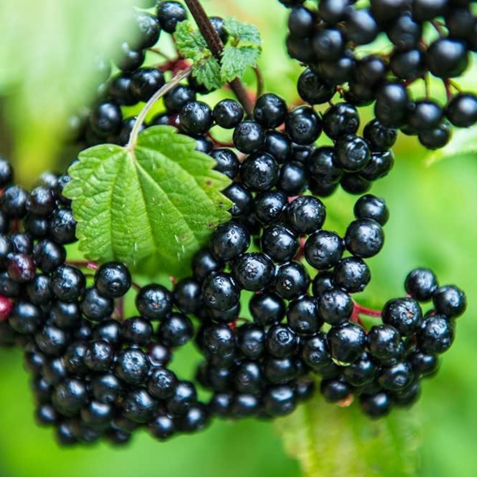 12 Unrooted American Elderberry Cuttings - Edible, Wildlife, Pollinator - Sambucus canadensis
