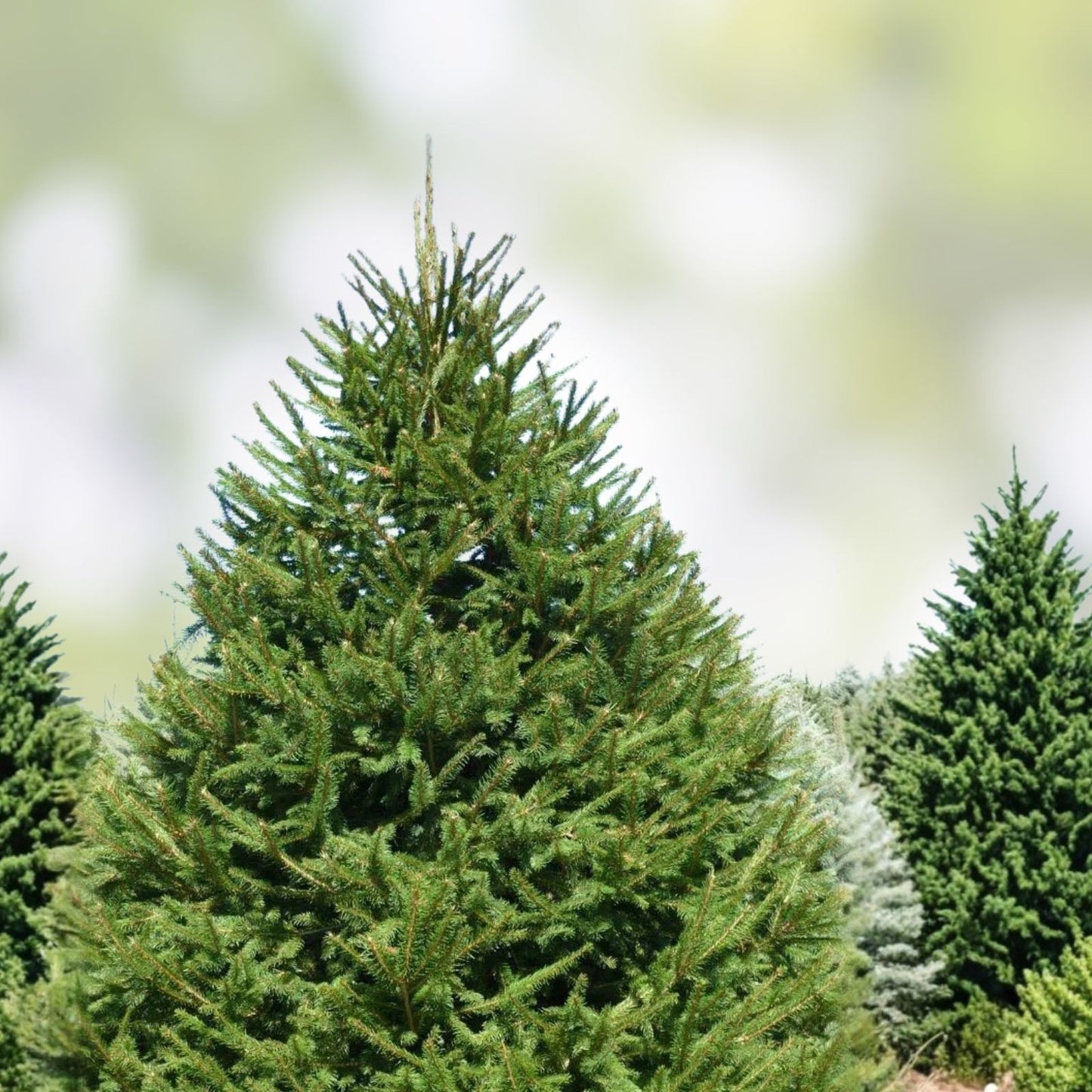 Norway Spruce Tree Live Plant Set of 2 Bare Root Picea abies Evergreen Conifer Garden Trees 8-16 inches
