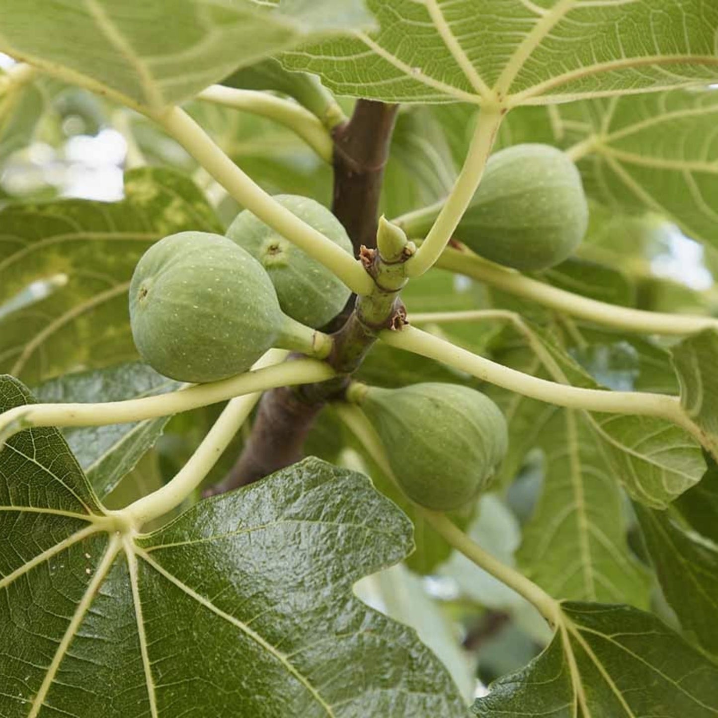 Fig Cuttings 6 Pack Conadria Variety Ficus carica for Home Gardening and Propagation