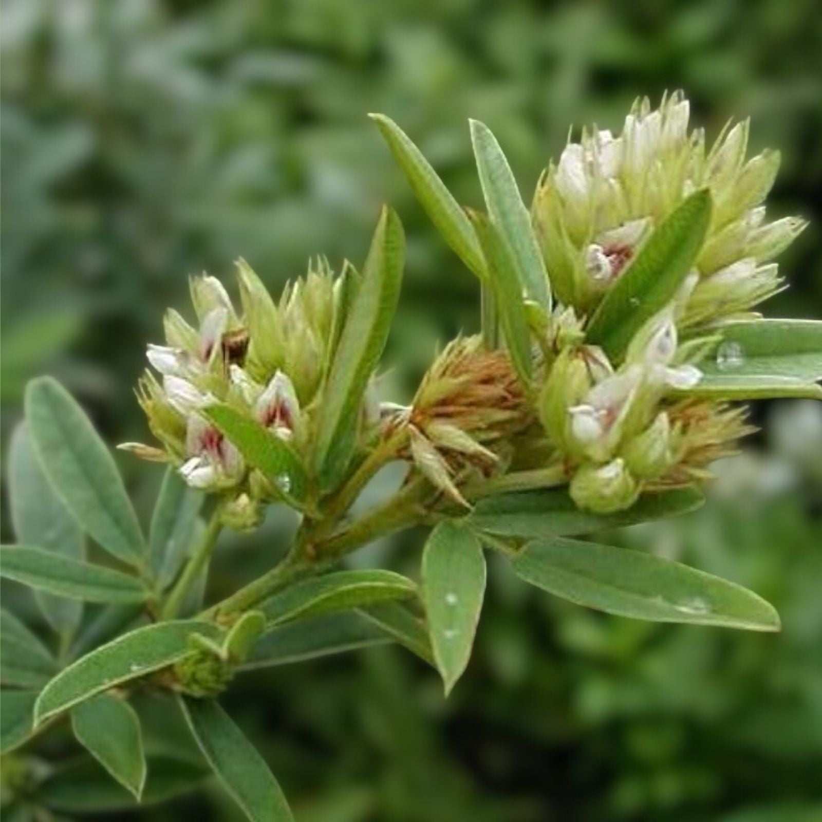 Round Headed Bush Clover Seeds 50 Pack – Lespedeza capitata, Drought-Tolerant Native Plant, Wildlife Friendly Seed Kit