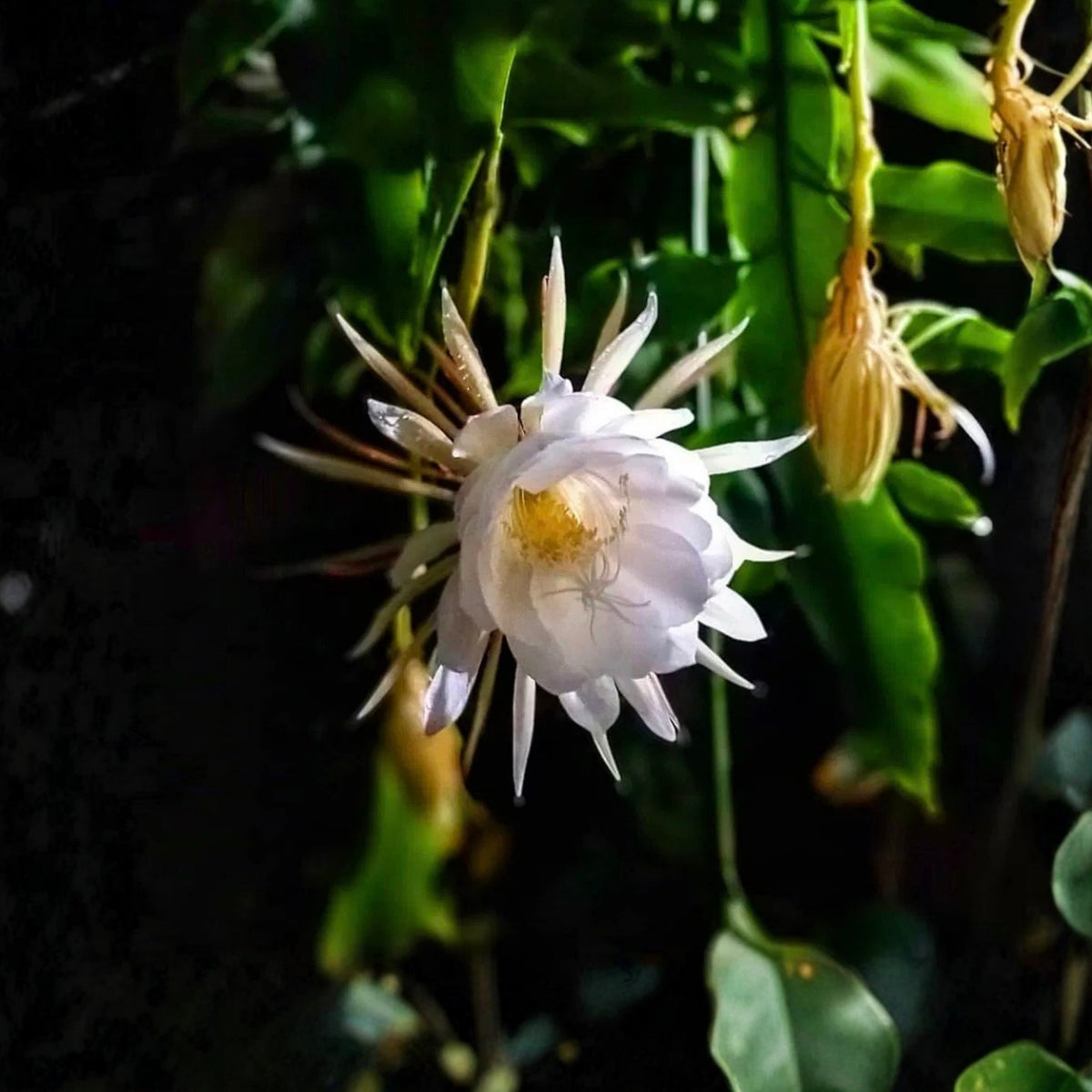 Queen of the Night Cactus Starter Plant 4" Pot - Epiphyllum Oxypetalum - Fragrant Night-Blooming Indoor Plant - Easy Care