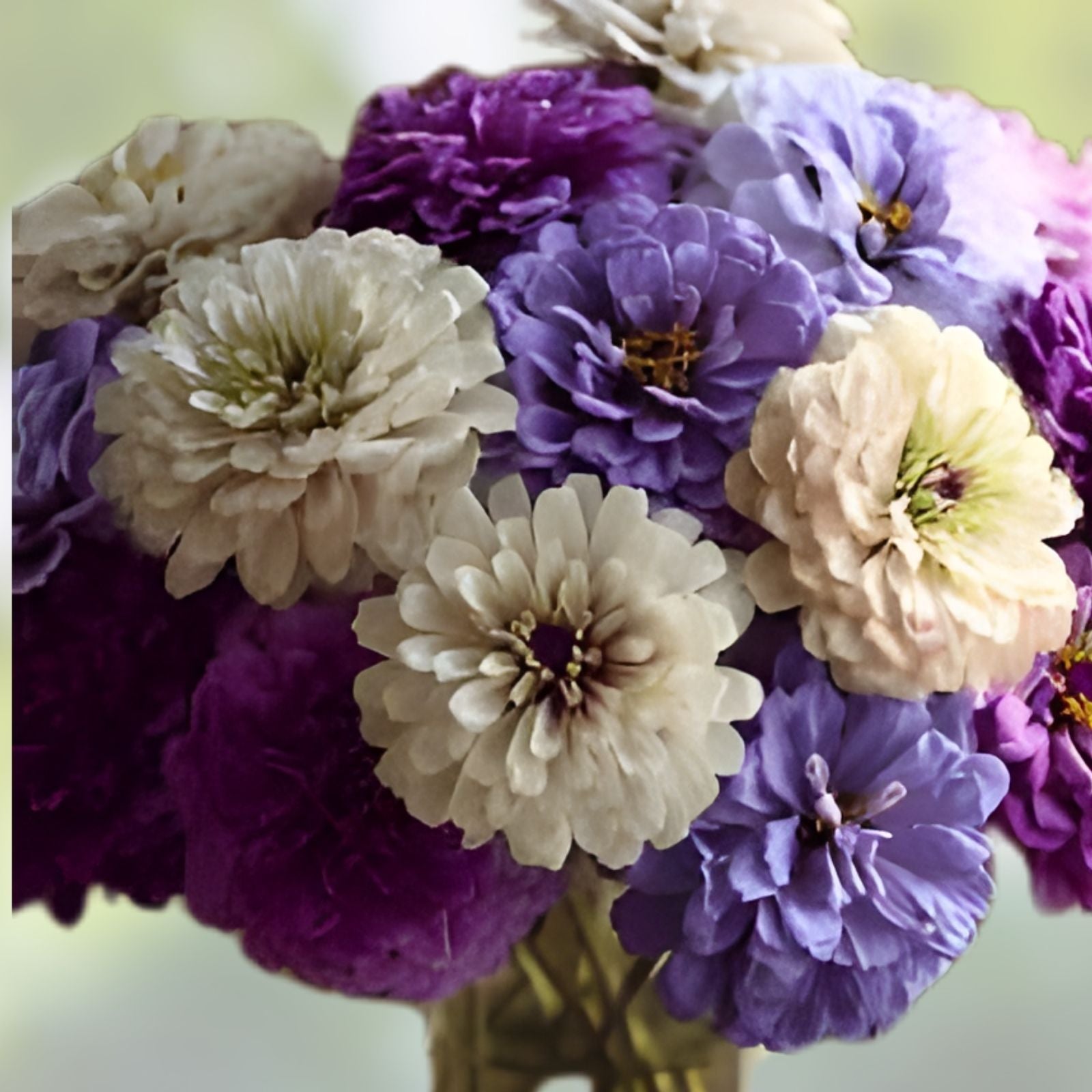 Blueberry Cheesecake Zinnia Seeds - 100 Organic Flower Seeds for Garden - Zinnia elegans Mix