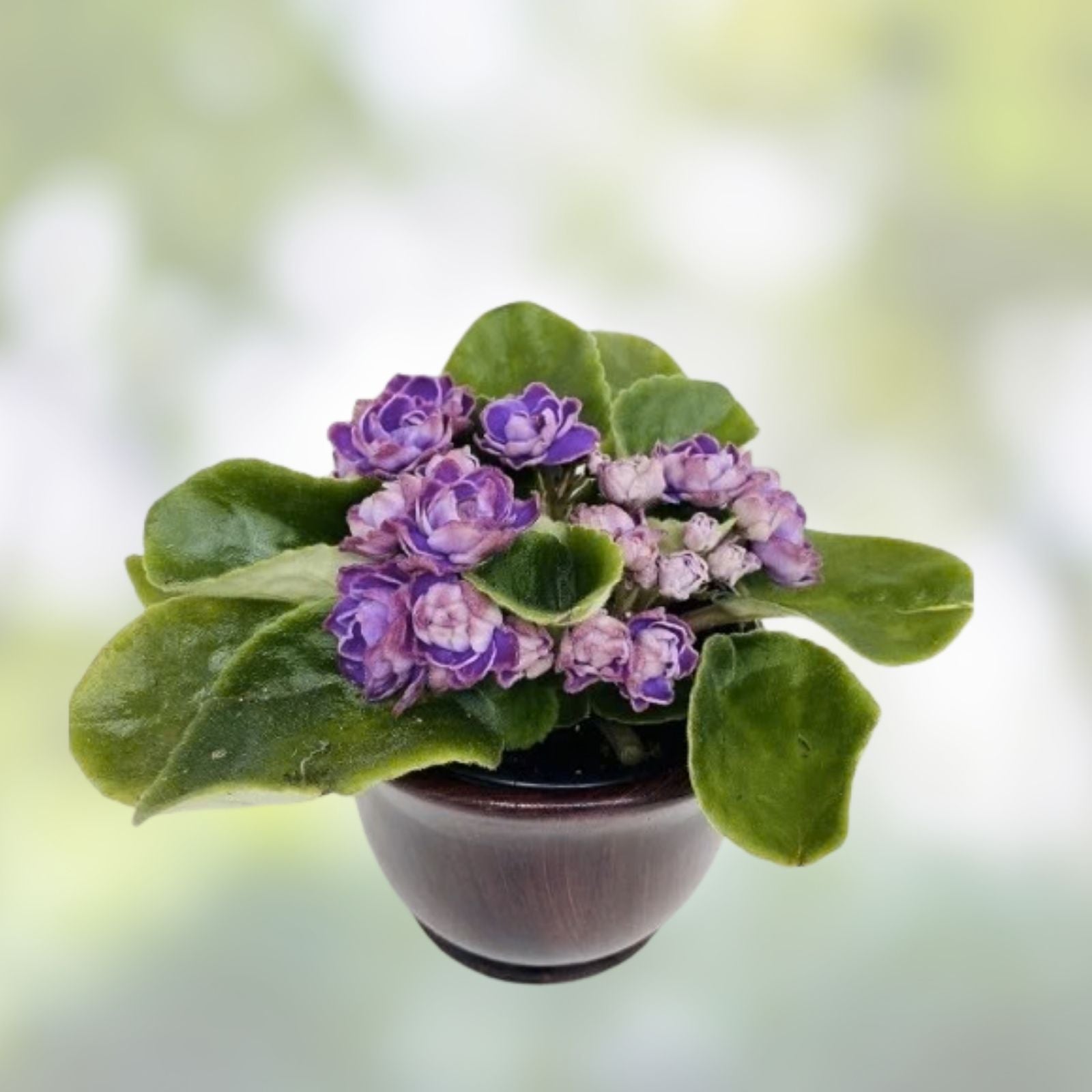 Rare African Violet Starter Plant - Amadeus Red-Raspberry Blooms with White Edge - Saintpaulia, Indoor Houseplant