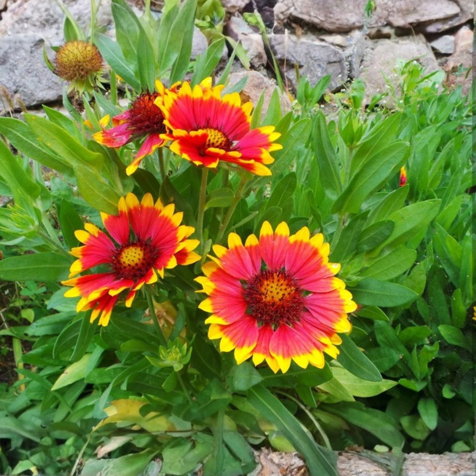 Rosso Raven Blanket Flower Seeds 200 Non-GMO Gaillardia aristata Vibrant Red Yellow Blooms