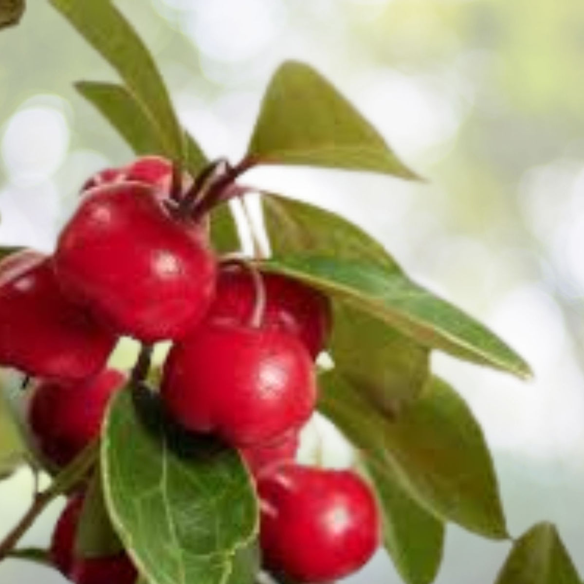Gaultheria-Cherries-Berries-Live-Plants-Set-of-6-4-6"-Tall-Evergreen-Ground-Cover-Wintergreen-(Gaultheria-procumbens)