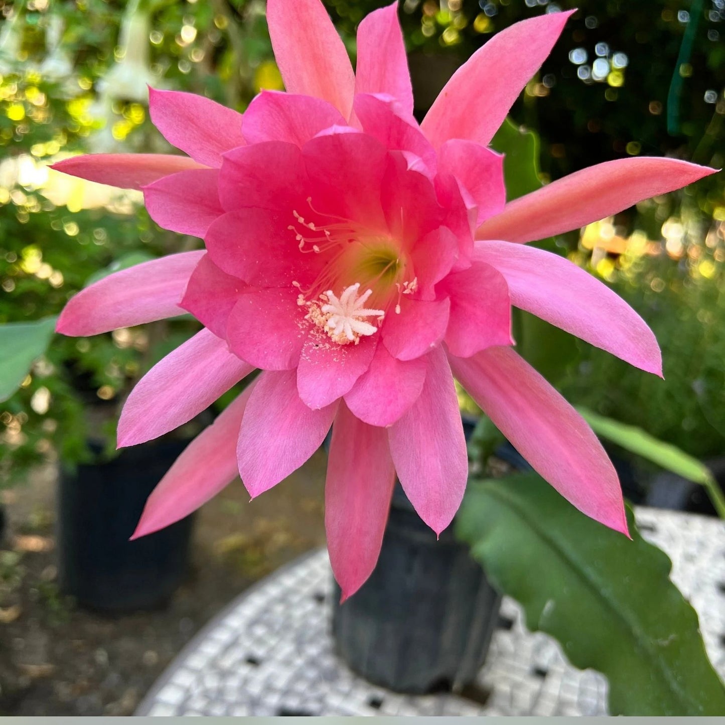 Rosy Swirl Orchid Cactus Cuttings - Epiphyllum Varieties with Free Small Cutting - Succulent Plant Propagation